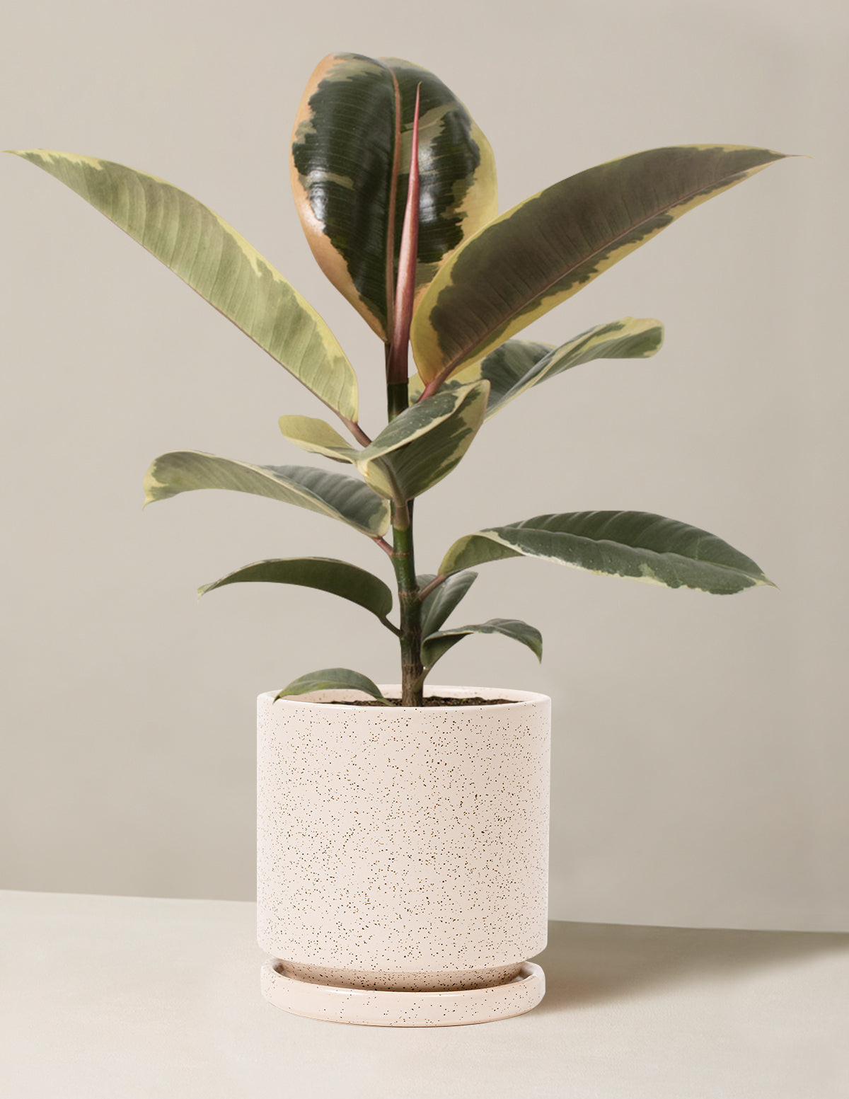 Ficus Tineke Bush