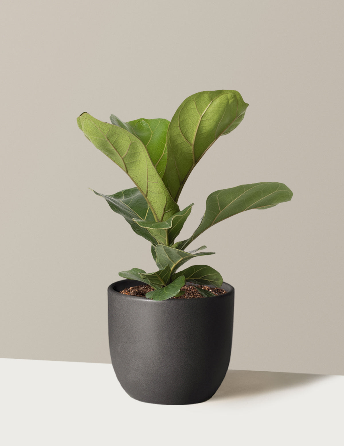 Deve Tabanı Fiddle Leaf Fig Bush