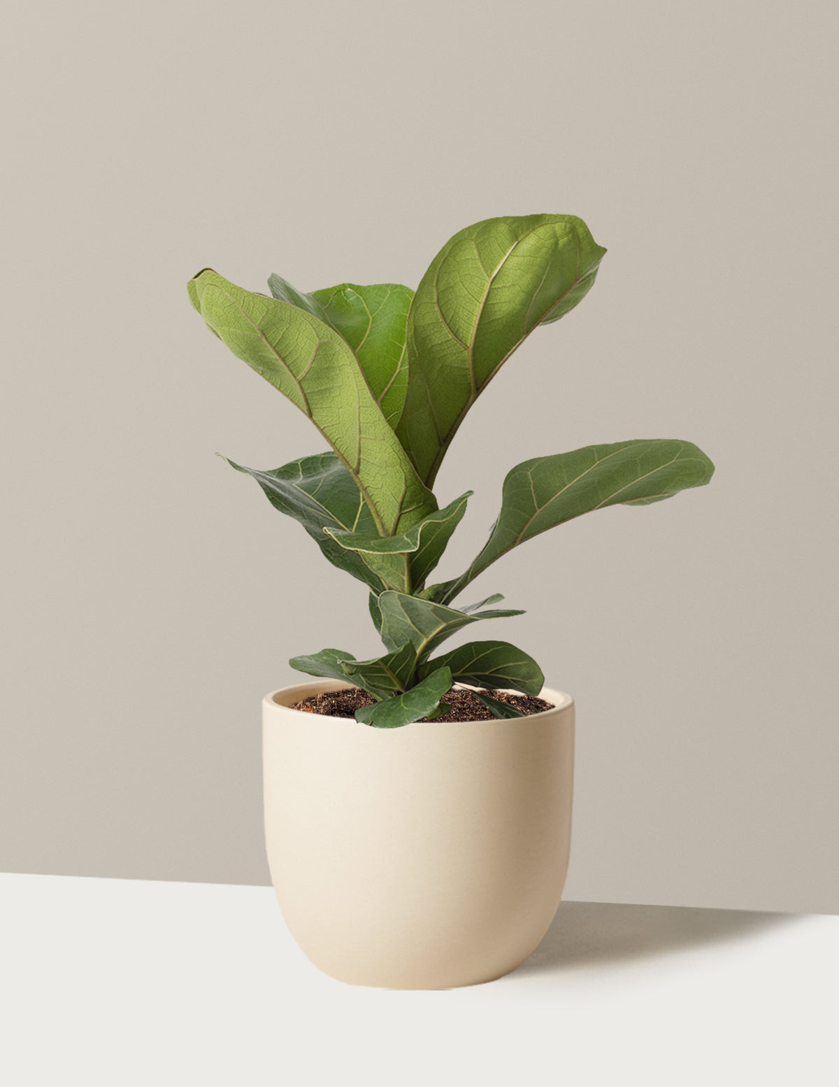 Deve Tabanı Fiddle Leaf Fig Bush