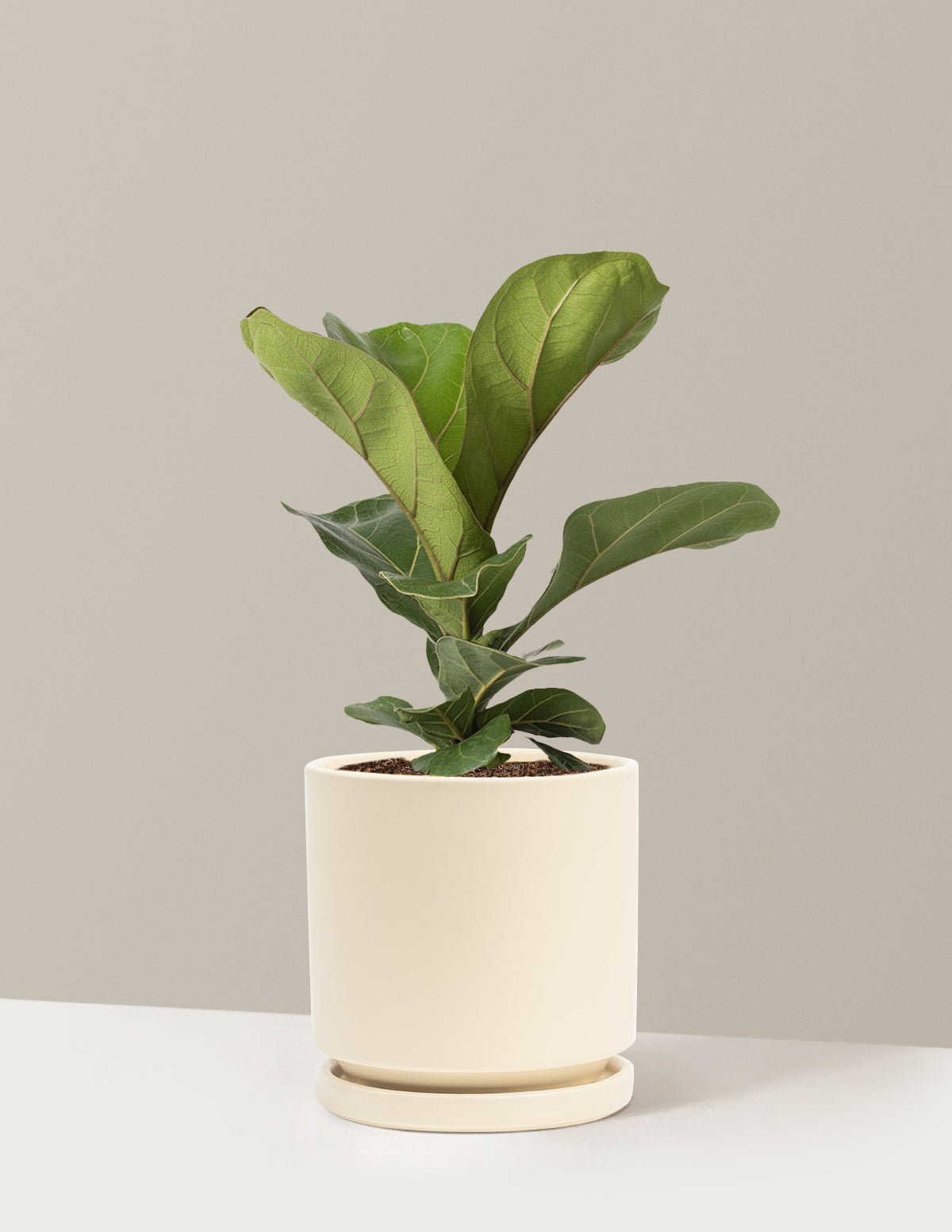 Deve Tabanı Fiddle Leaf Fig Bush