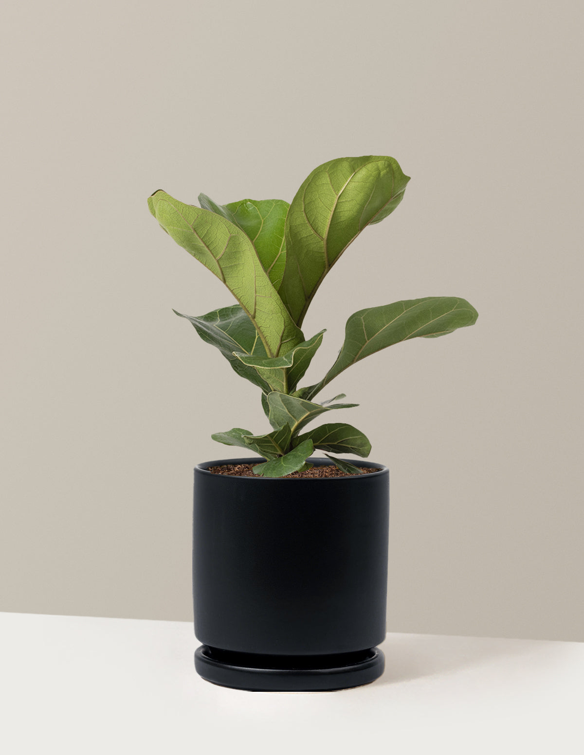 Deve Tabanı Fiddle Leaf Fig Bush