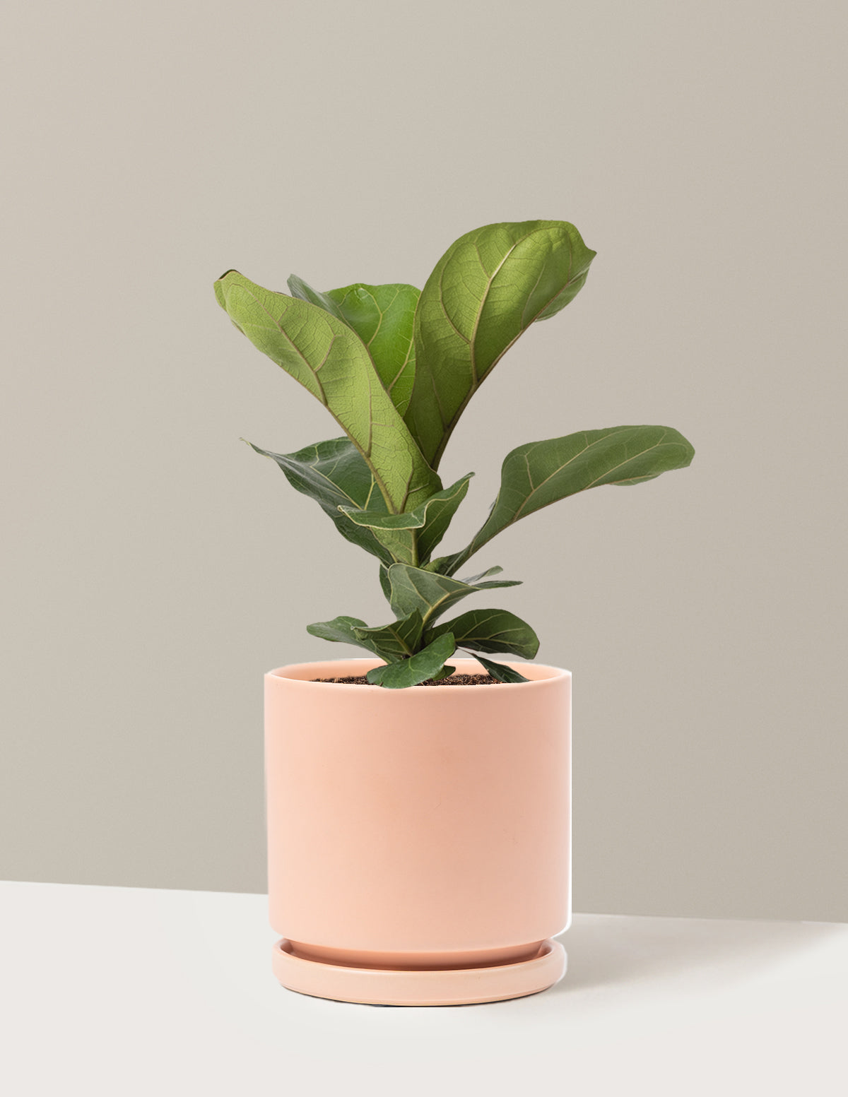 Deve Tabanı Fiddle Leaf Fig Bush