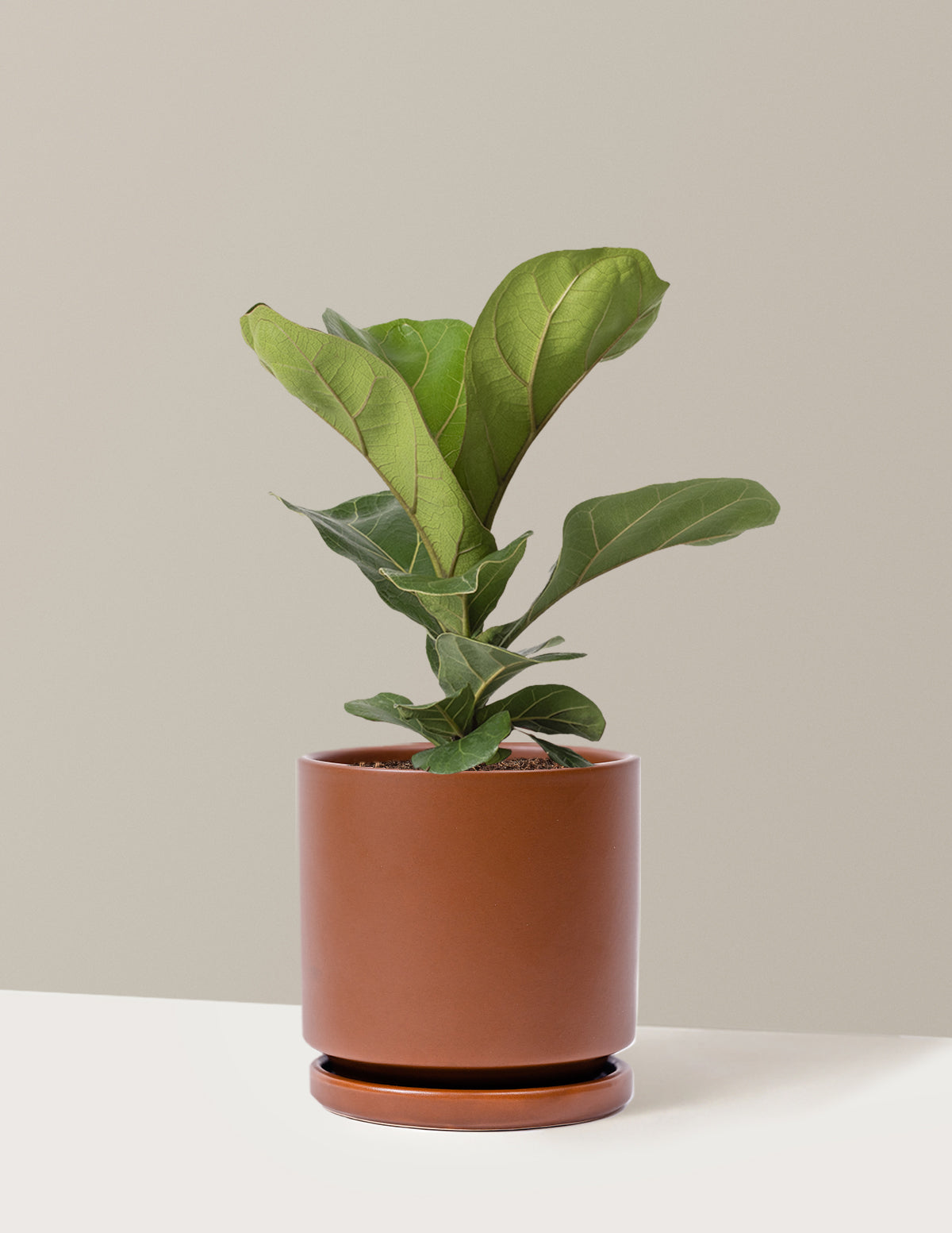 Deve Tabanı Fiddle Leaf Fig Bush