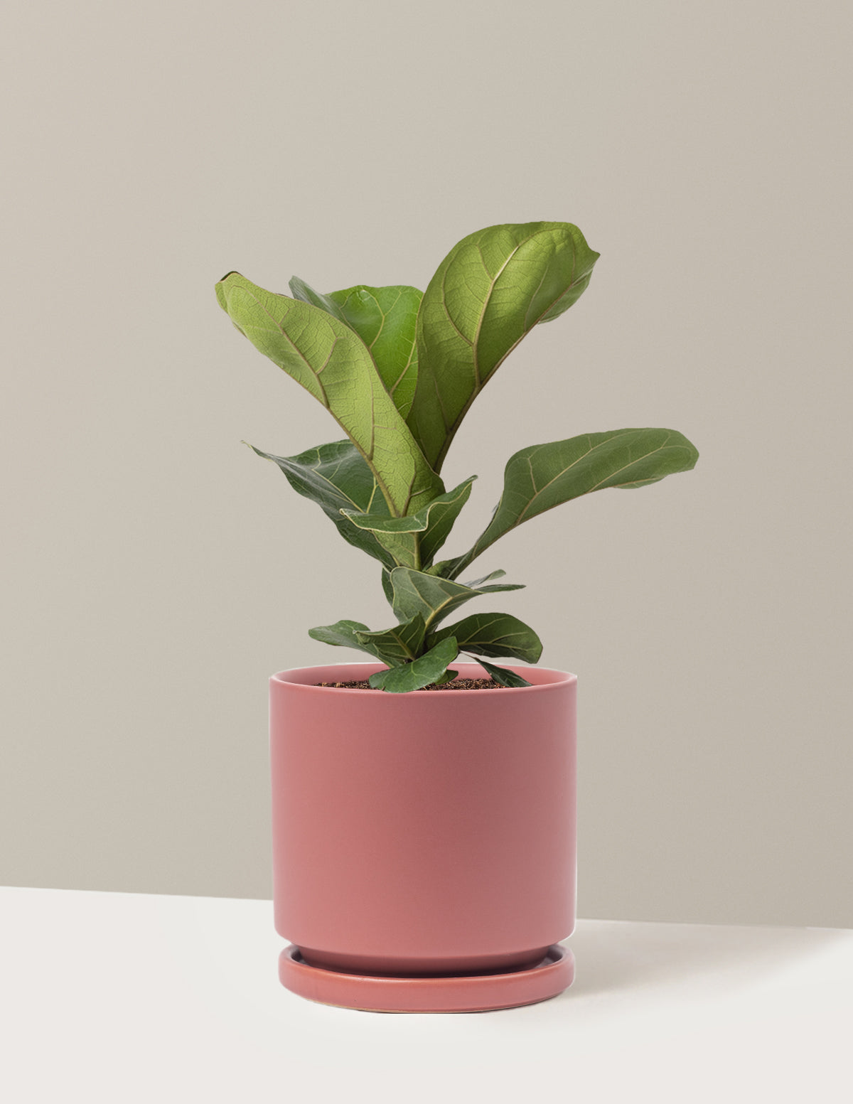 Deve Tabanı Fiddle Leaf Fig Bush