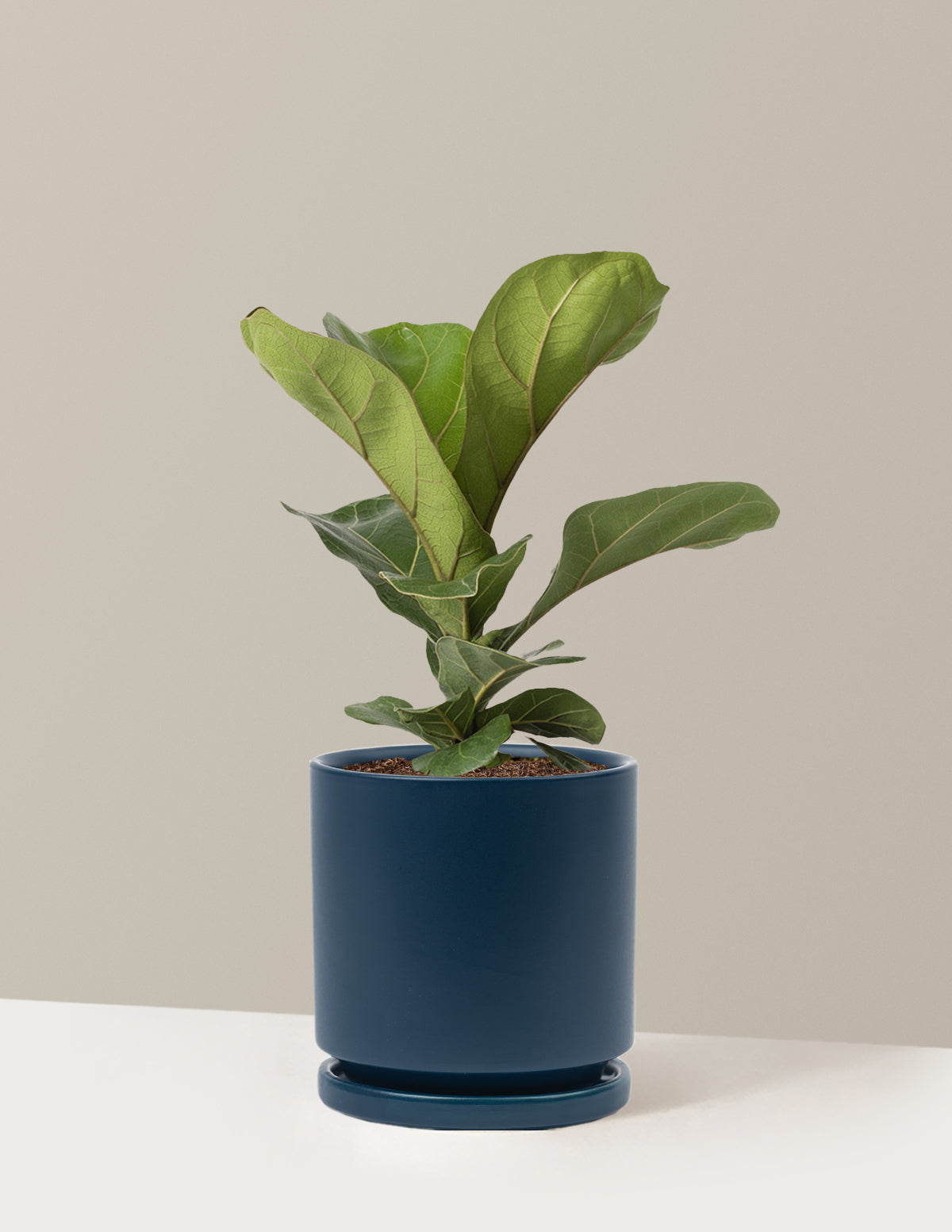 Deve Tabanı Fiddle Leaf Fig Bush