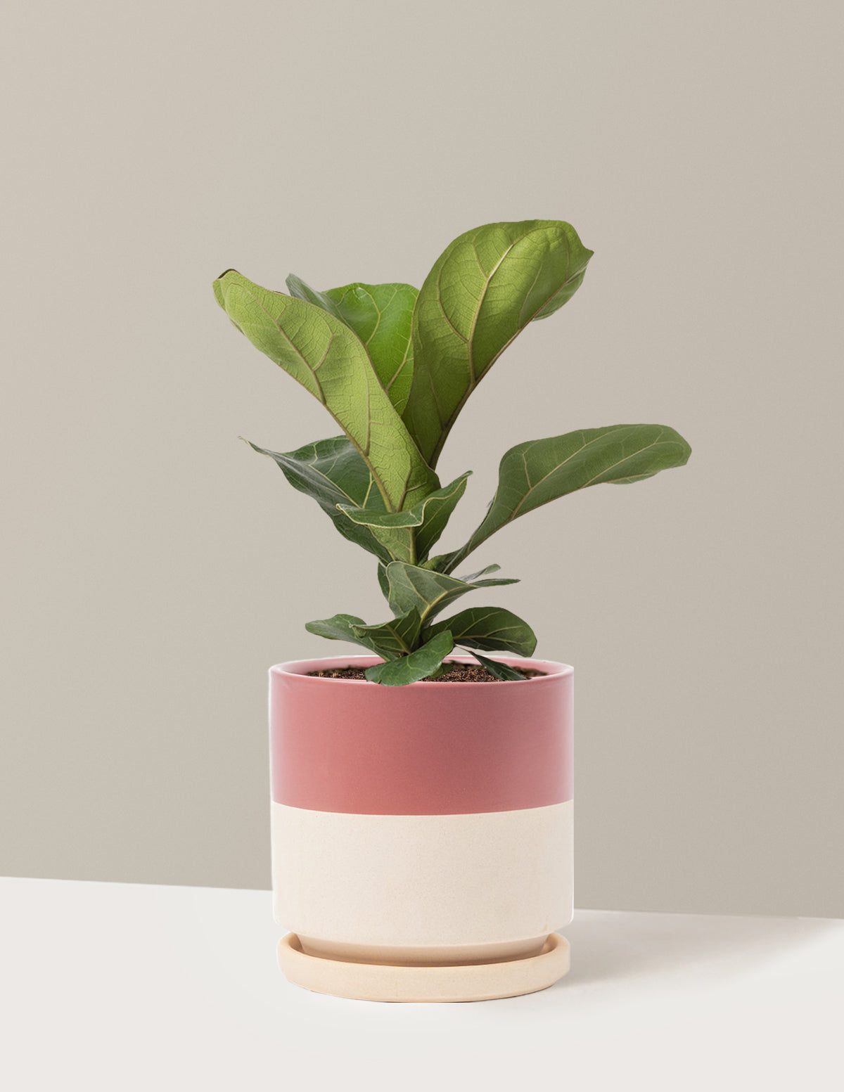 Deve Tabanı Fiddle Leaf Fig Bush