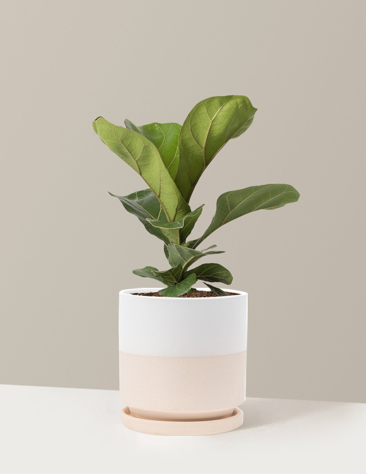 Deve Tabanı Fiddle Leaf Fig Bush