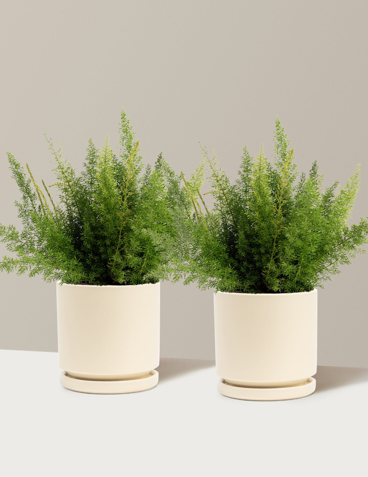 Tilki Kuyruğu Eğreltisi (Foxtail Fern)