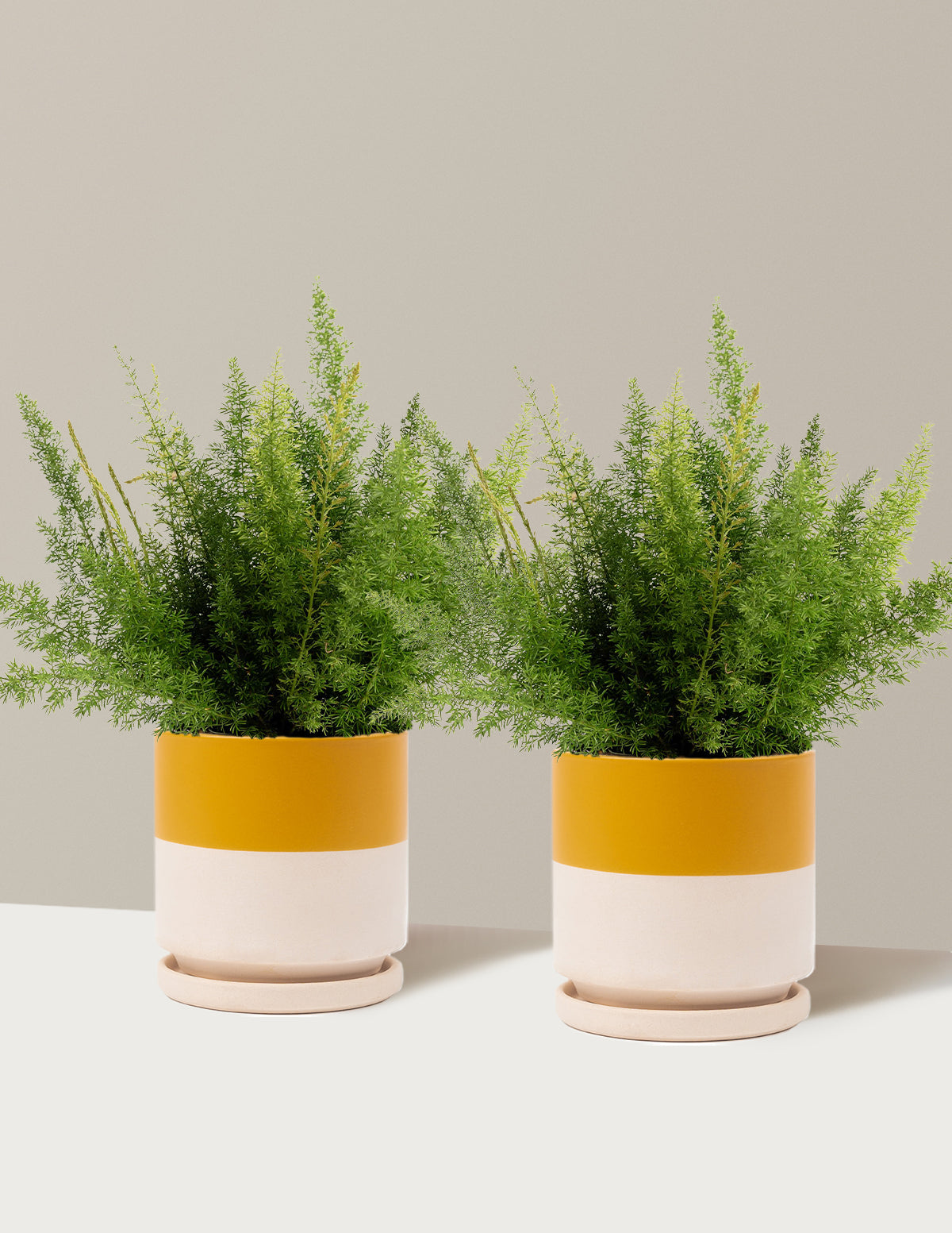 Tilki Kuyruğu Eğreltisi (Foxtail Fern)