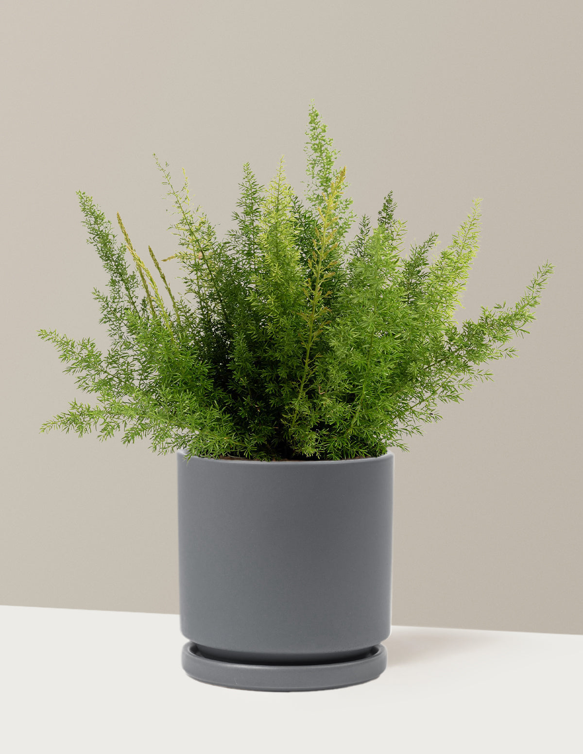 Tilki Kuyruğu Eğreltisi (Foxtail Fern)