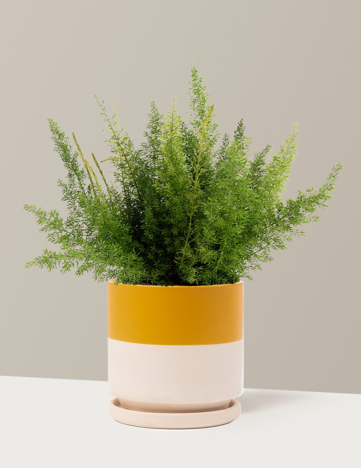 Tilki Kuyruğu Eğreltisi (Foxtail Fern)