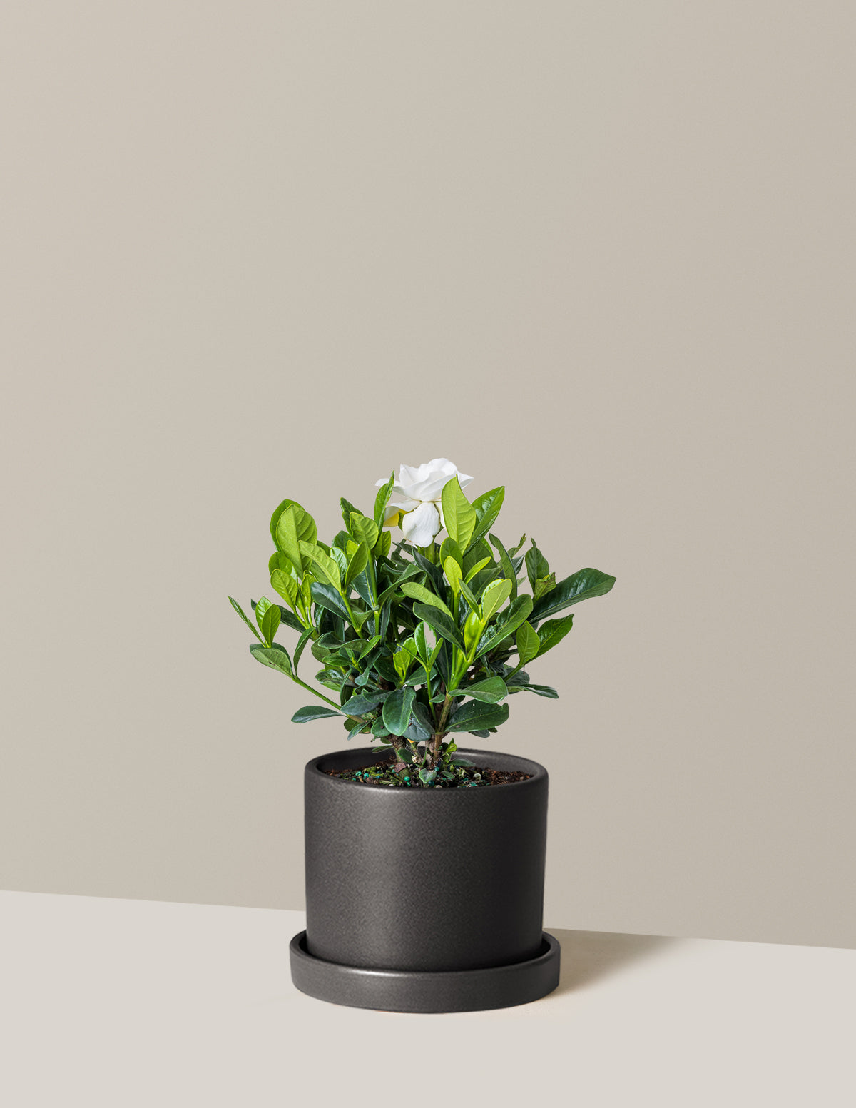 Gardenia (Gardenya) Çalısı