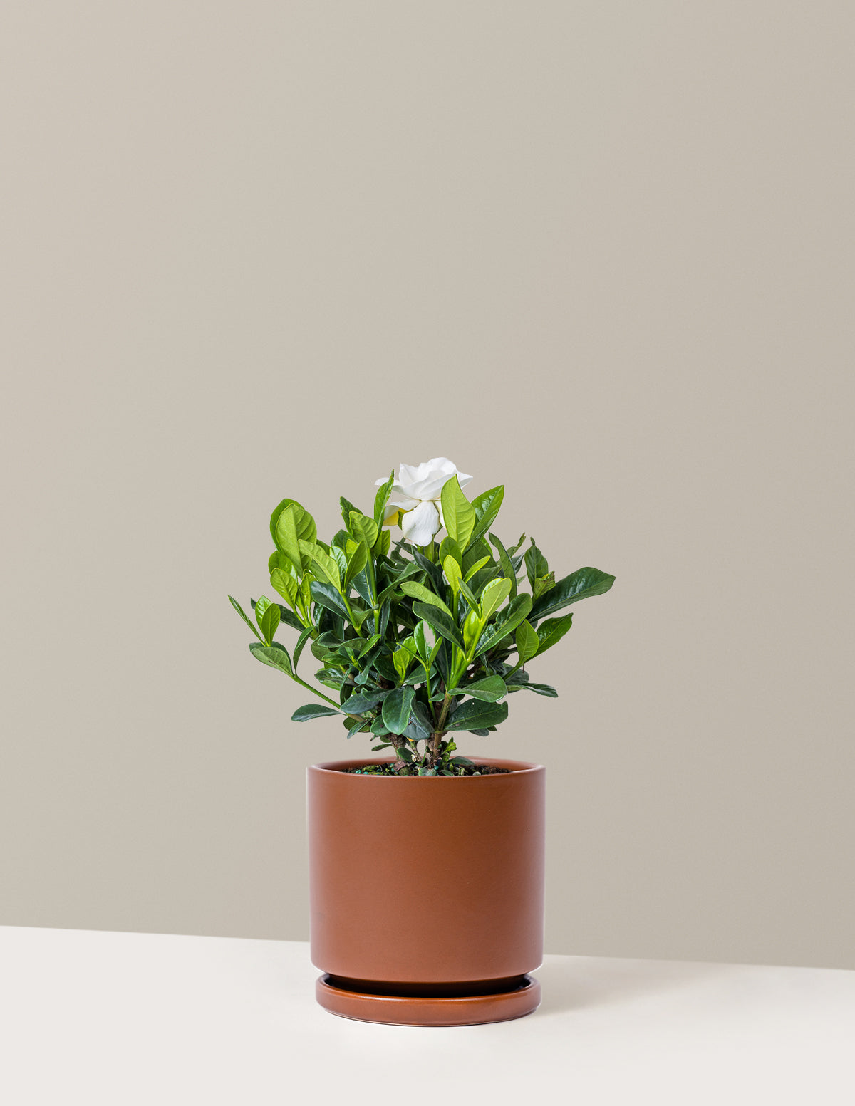 Gardenia (Gardenya) Çalısı