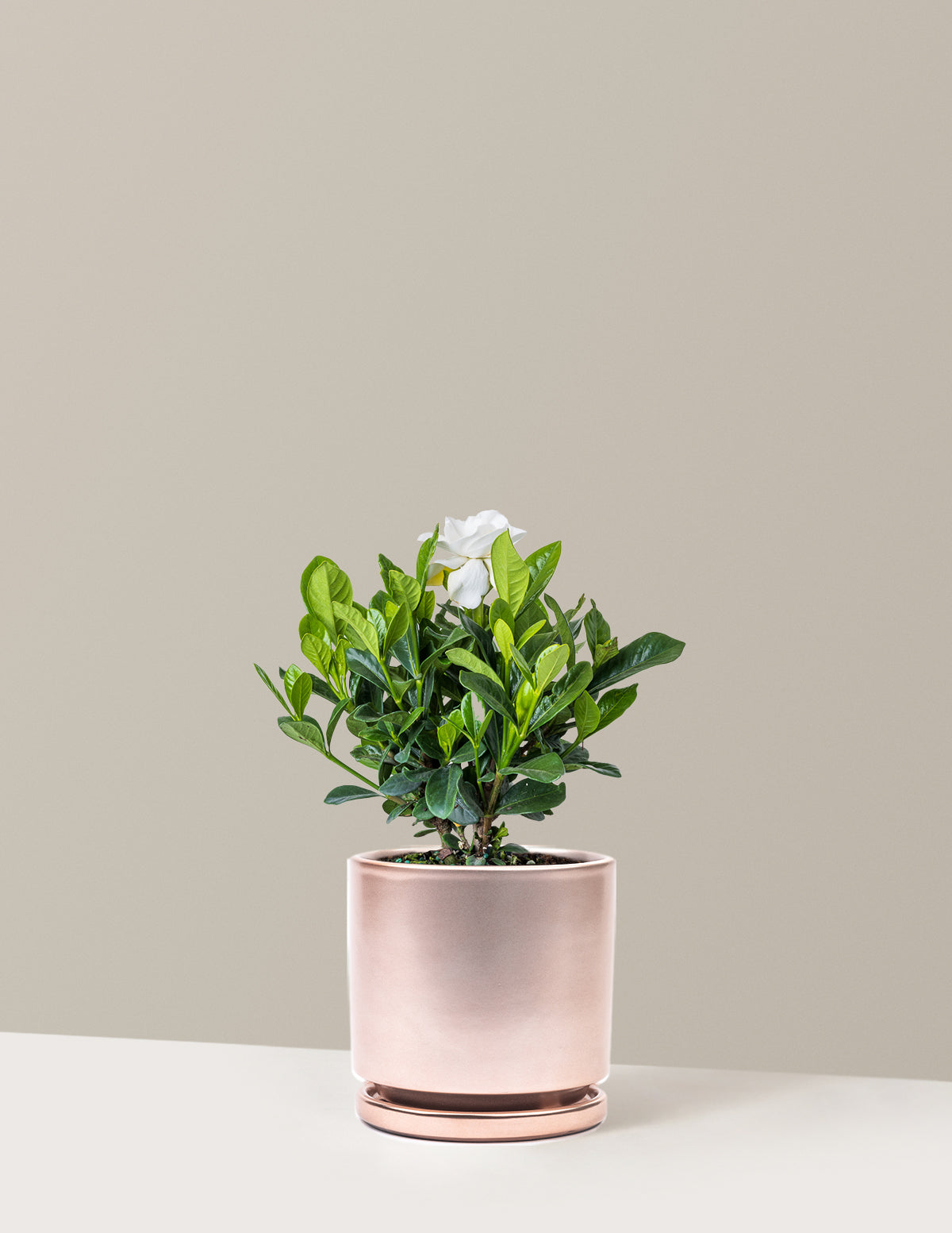 Gardenia (Gardenya) Çalısı