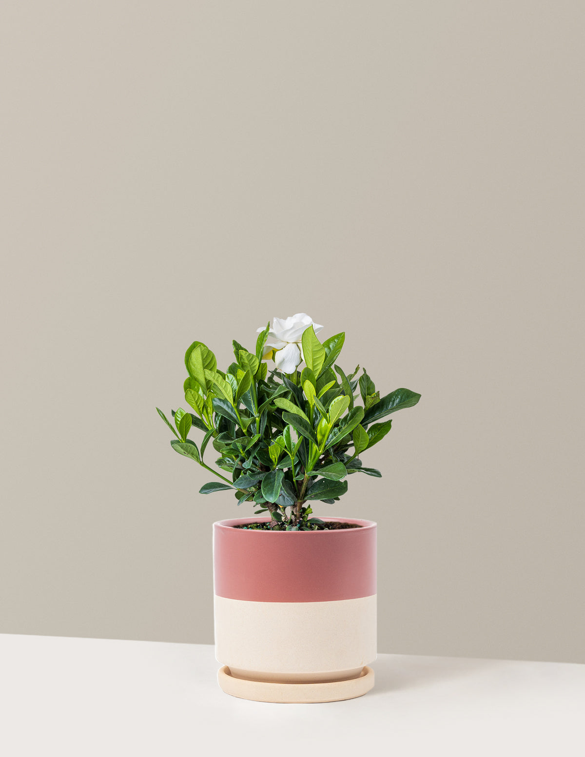 Gardenia (Gardenya) Çalısı