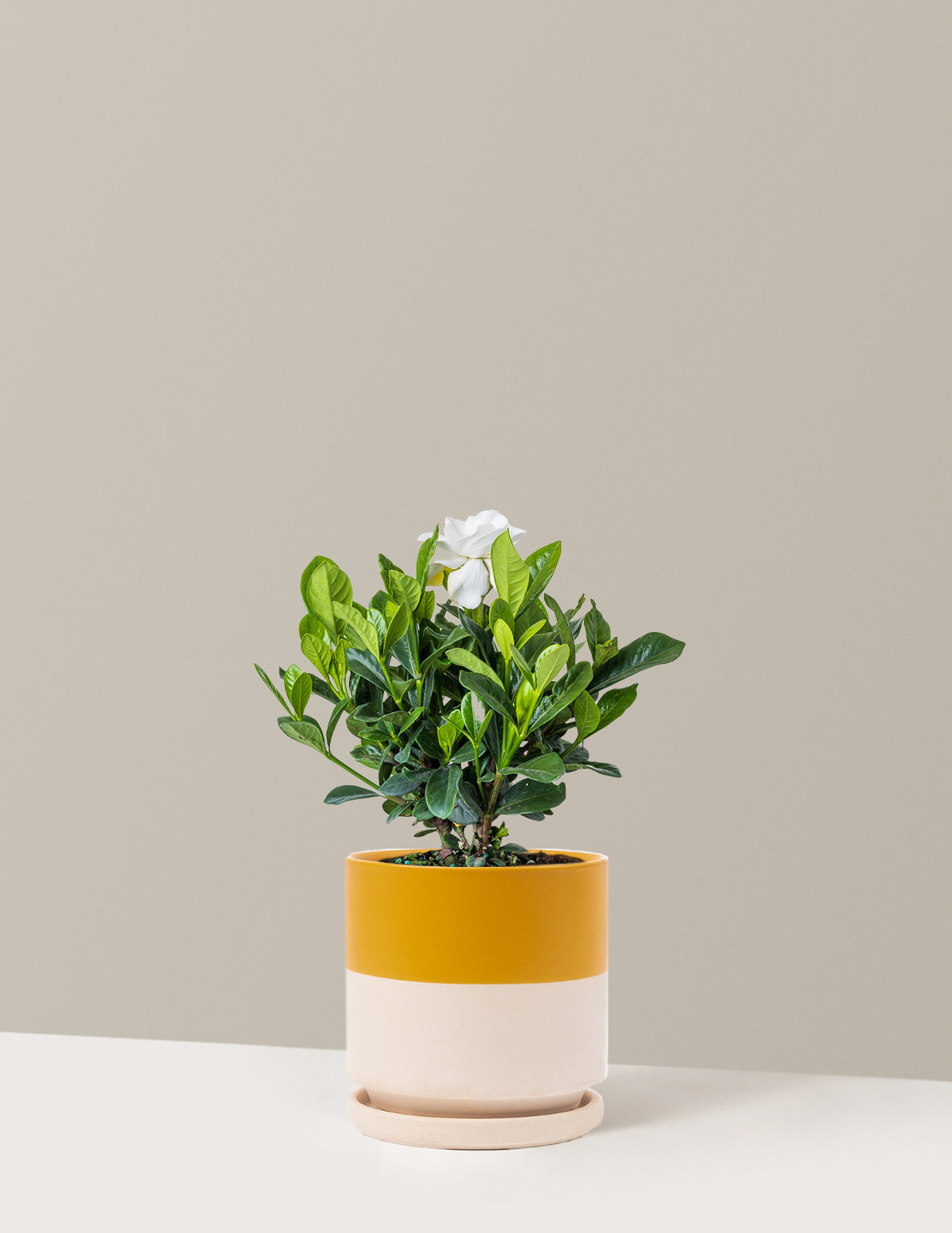 Gardenia (Gardenya) Çalısı