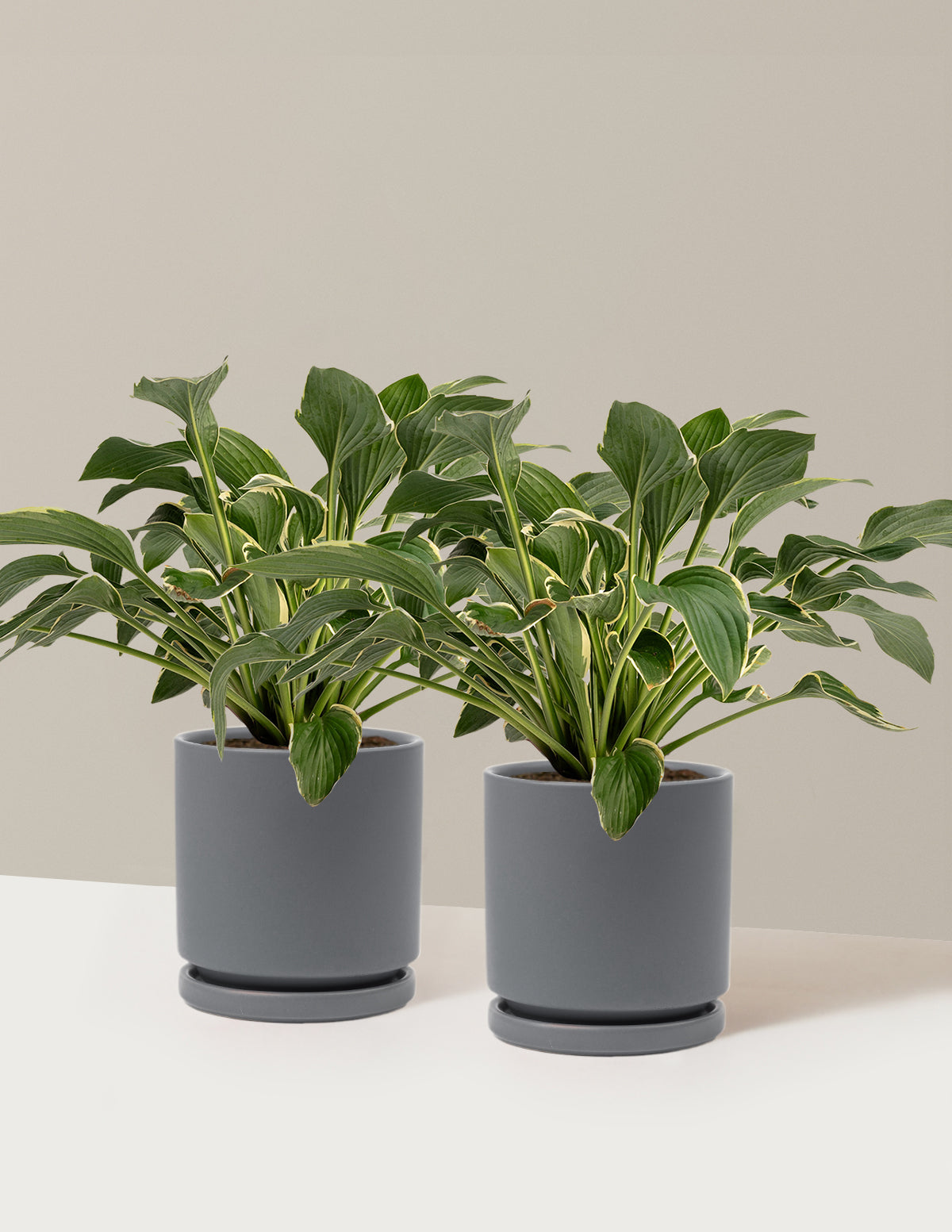 Francee Hosta