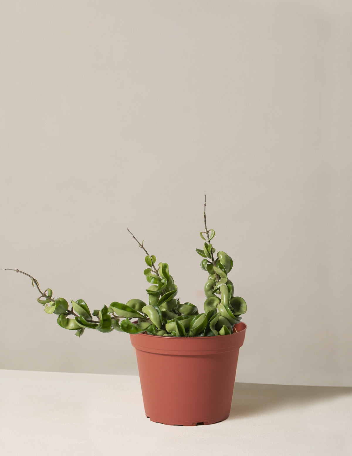 Hoya Rope