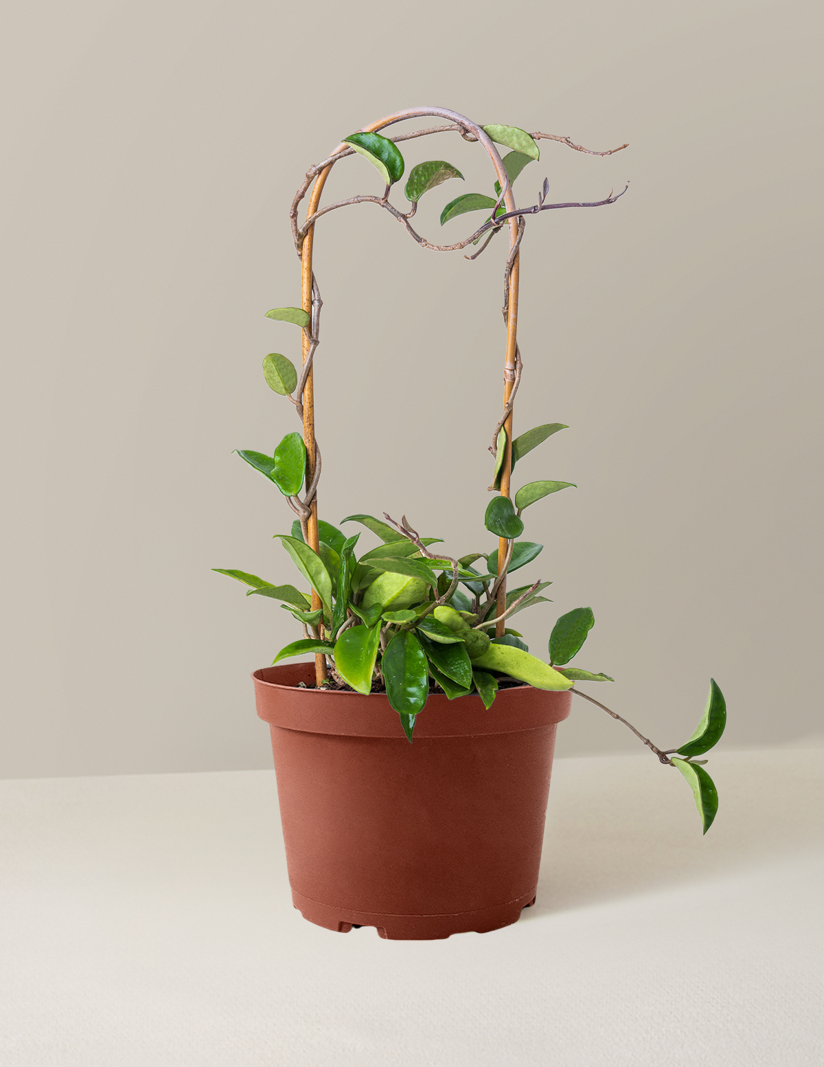 Hoya Pubicalyx Çemberli Sarmaşık