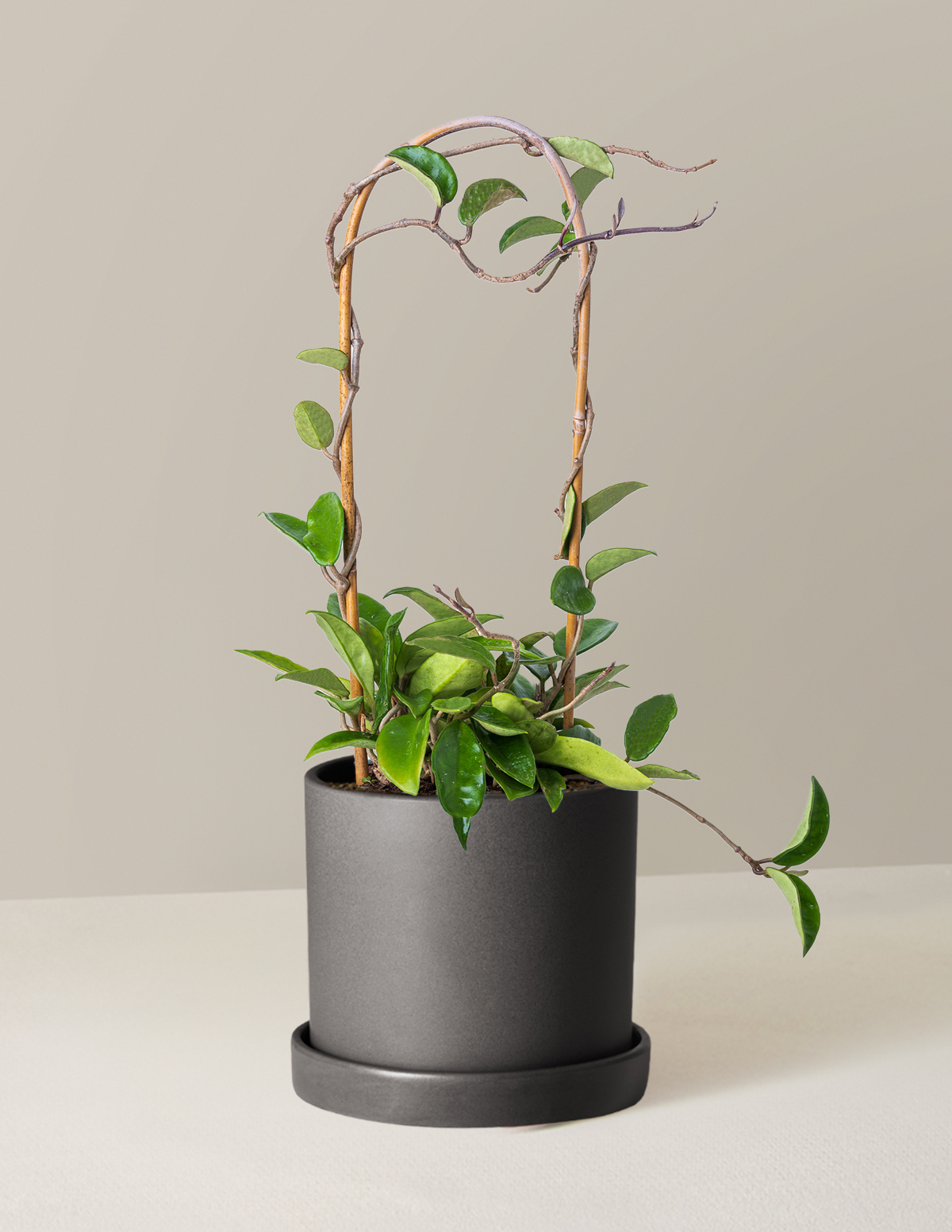 Hoya Pubicalyx Çemberli Sarmaşık