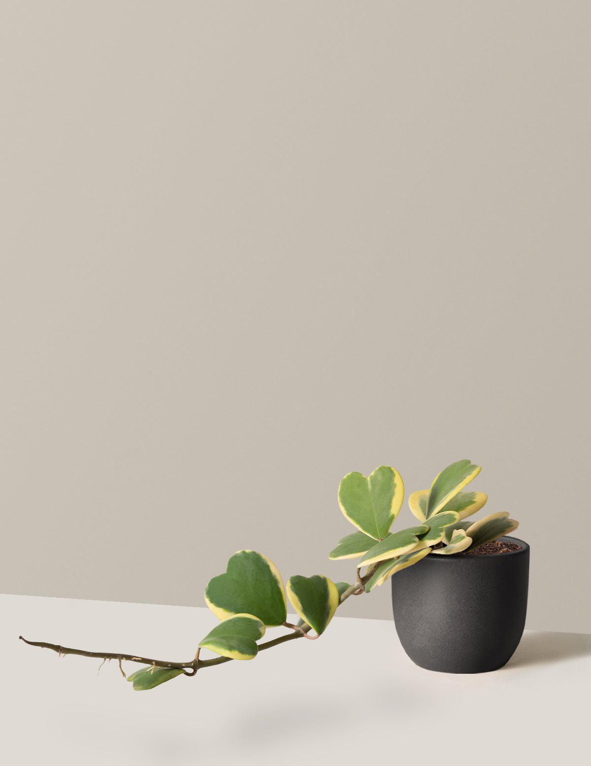 Sarkan Hoya Kalbi (Hoya kerrii)