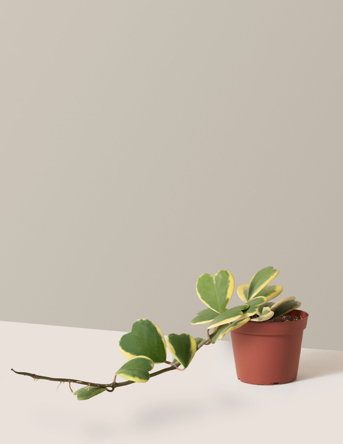 Sarkan Hoya Kalbi (Hoya kerrii)