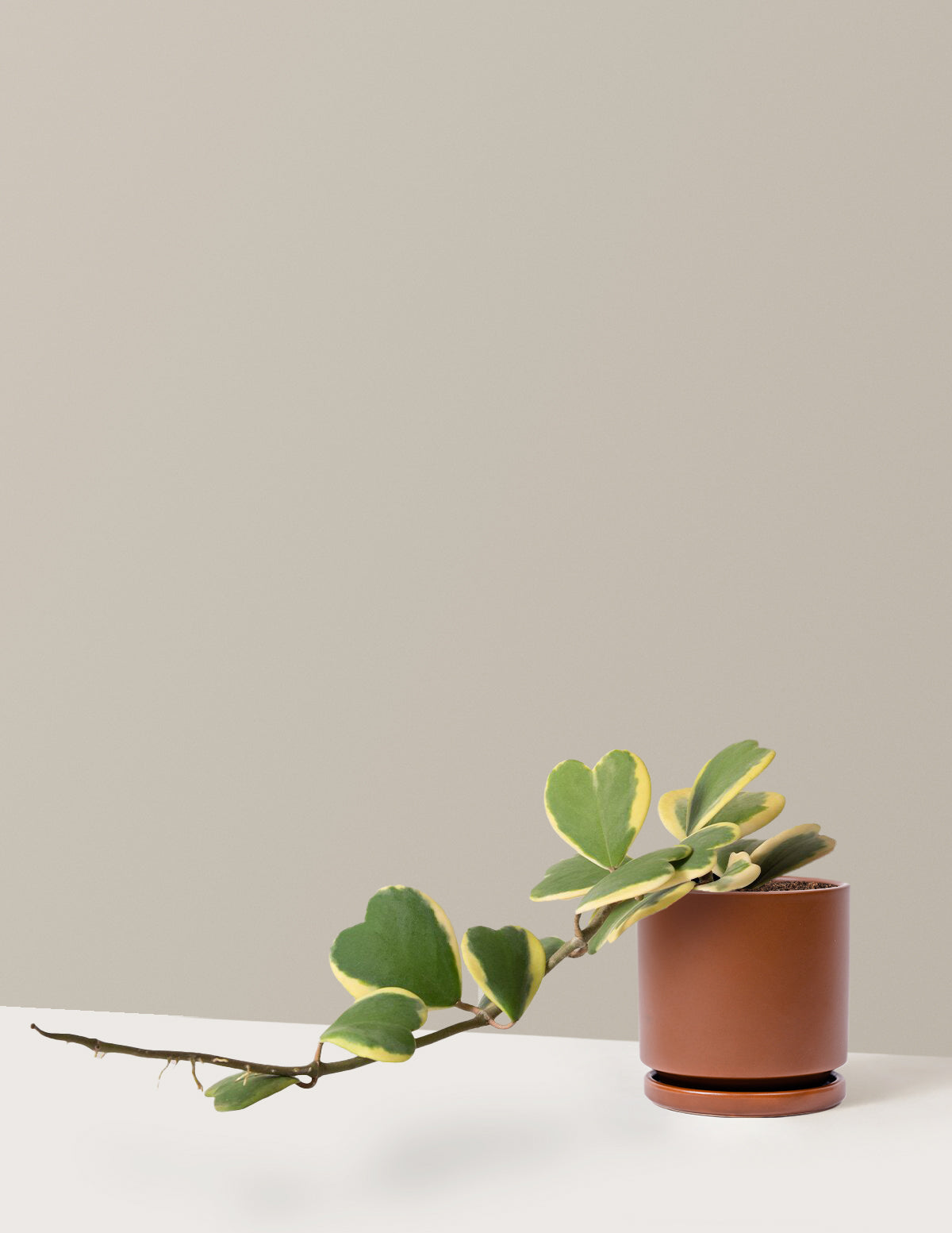 Sarkan Hoya Kalbi (Hoya kerrii)