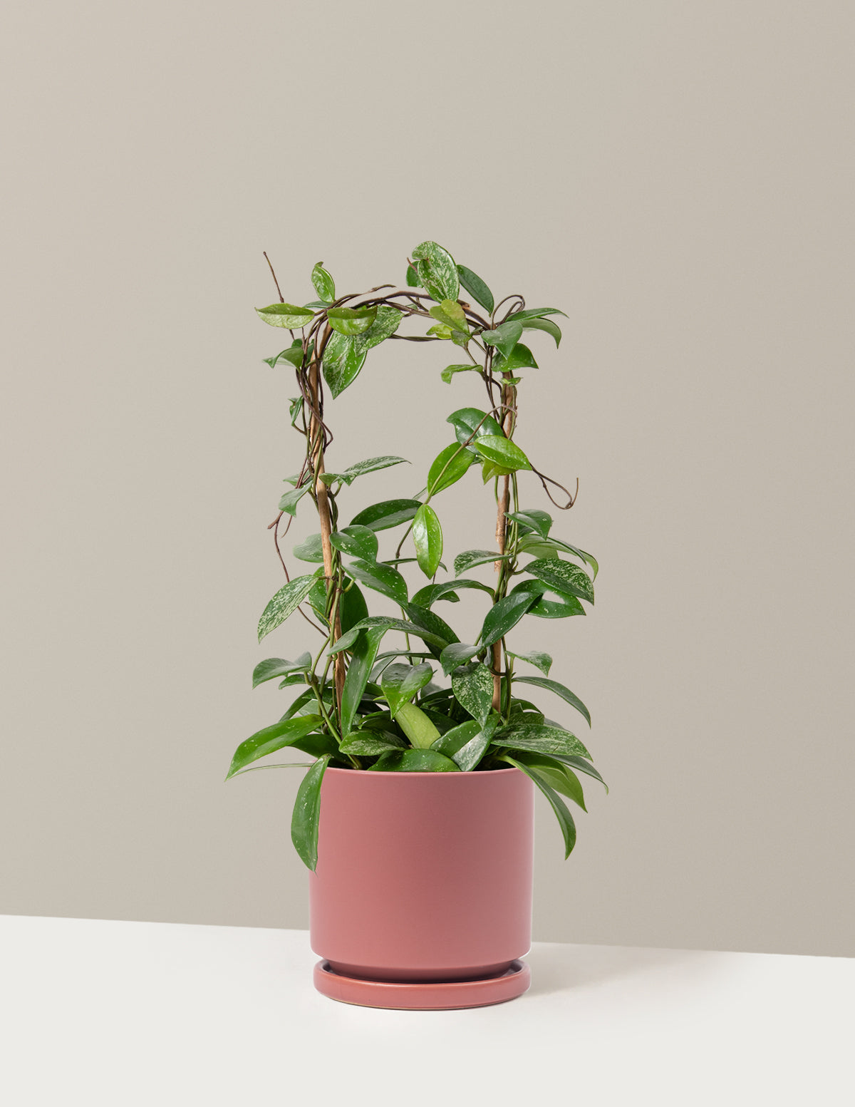 Hoya Pubicalyx Çemberli Sarmaşık
