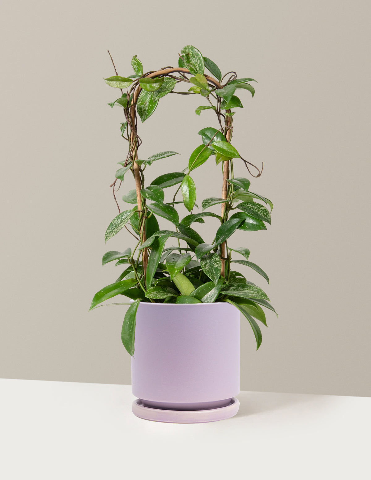 Hoya Pubicalyx Çemberli Sarmaşık