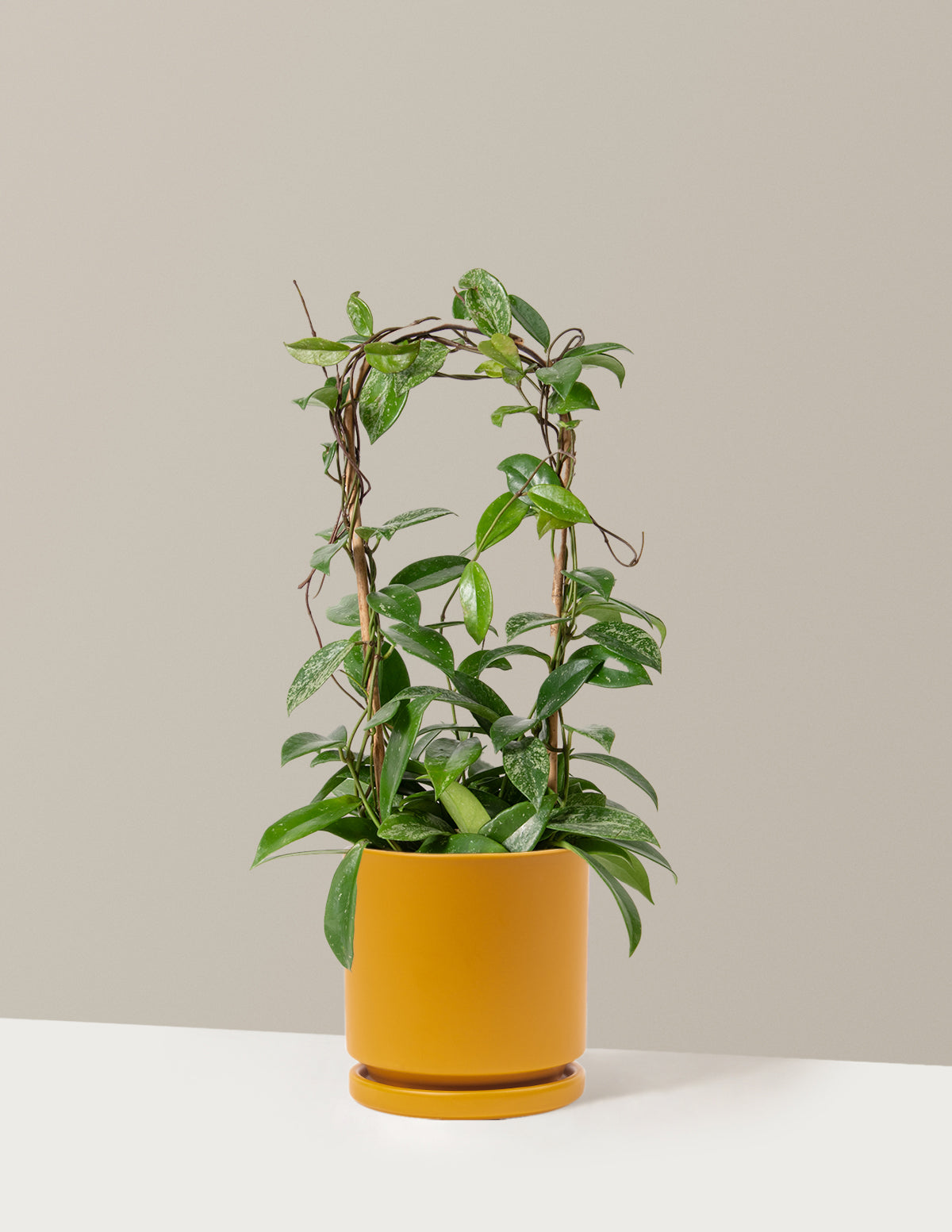 Hoya Pubicalyx Çemberli Sarmaşık