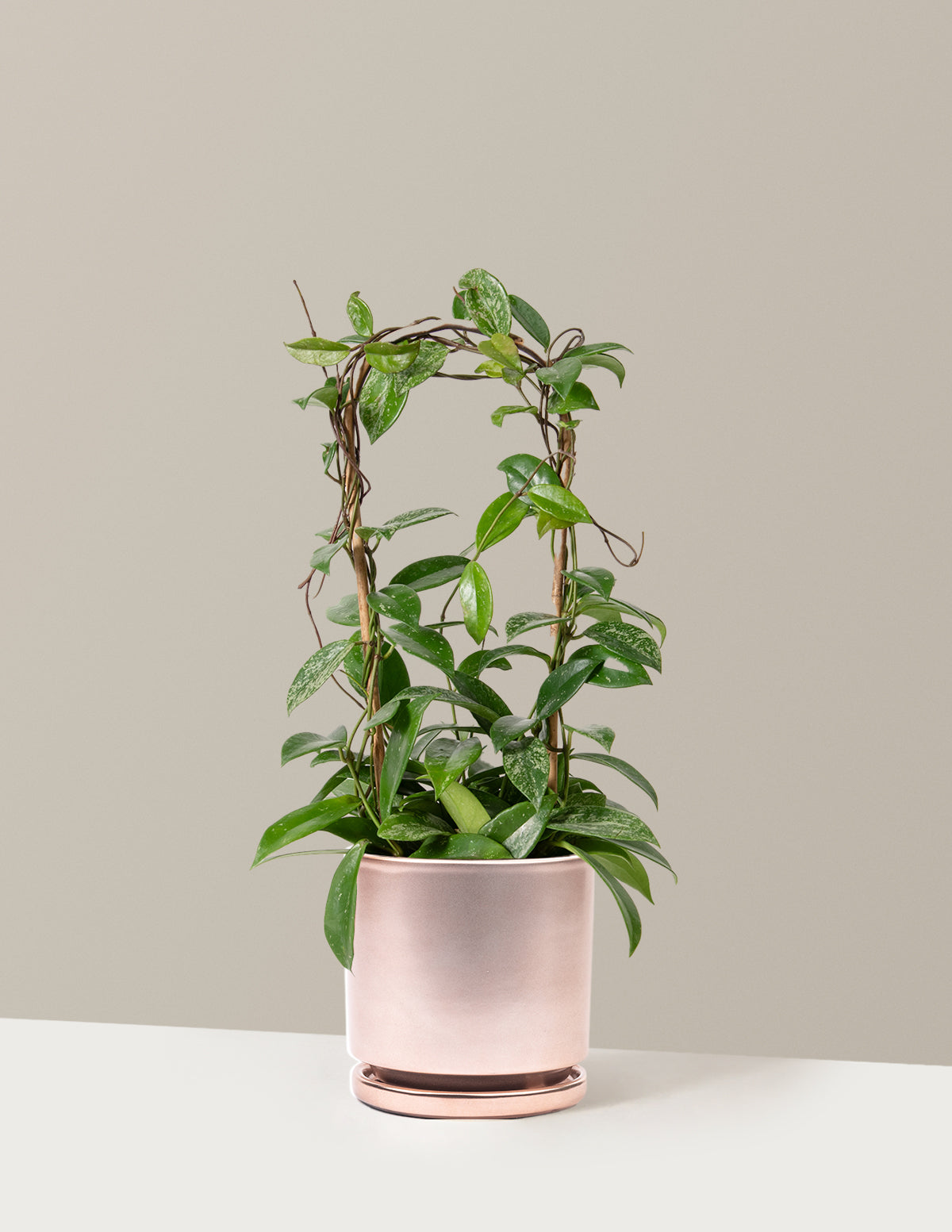 Hoya Pubicalyx Çemberli Sarmaşık