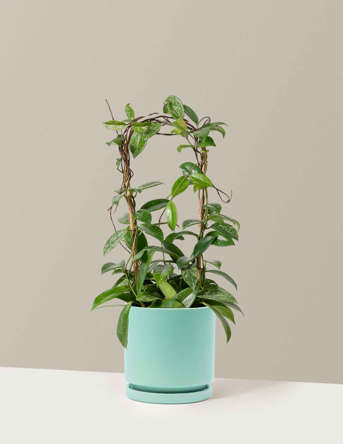 Hoya Pubicalyx Çemberli Sarmaşık