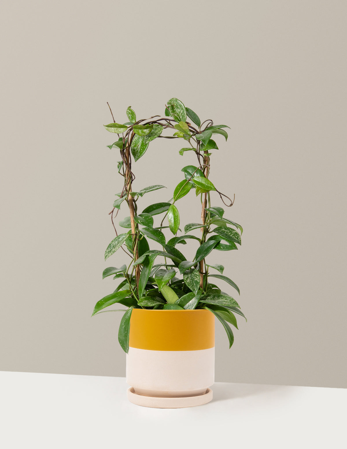 Hoya Pubicalyx Çemberli Sarmaşık