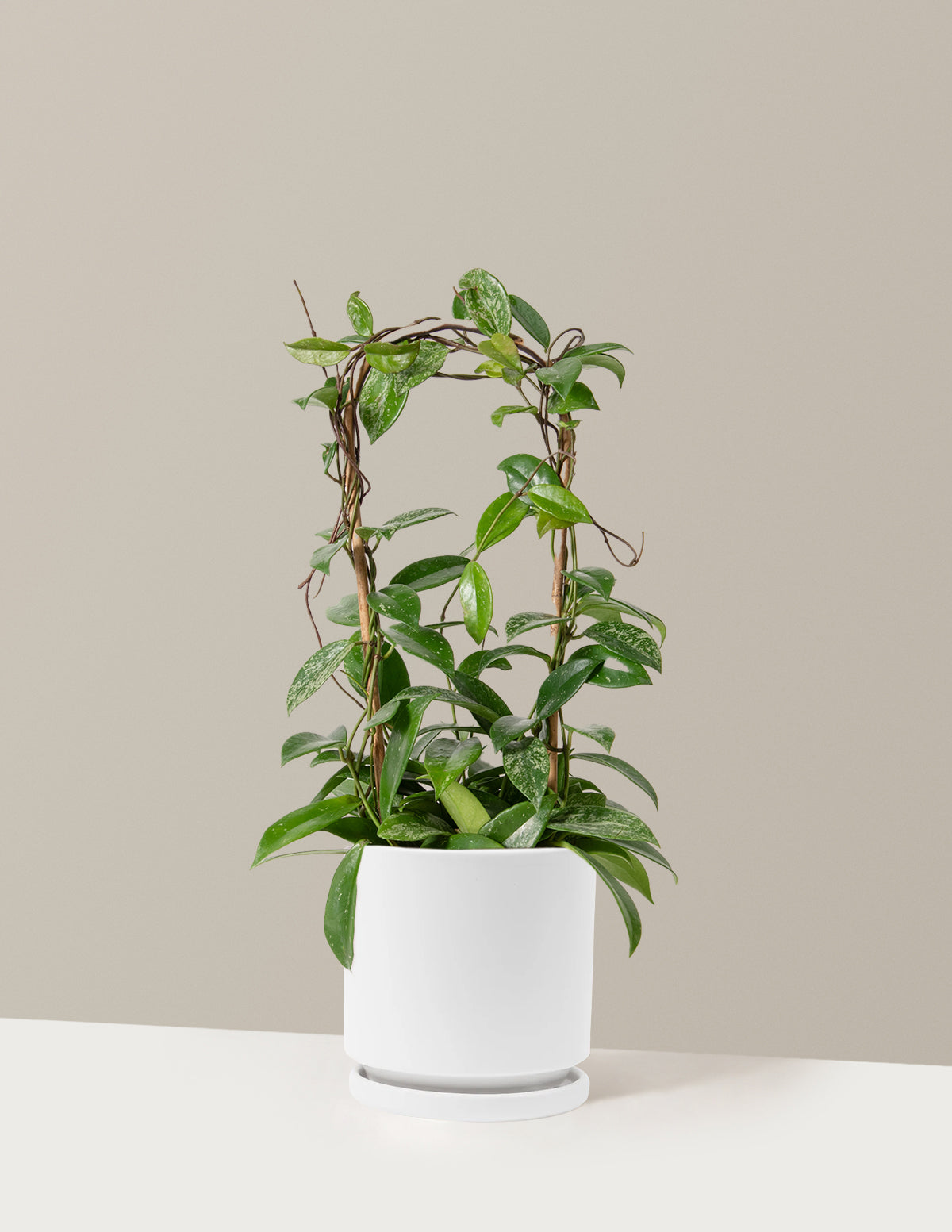 Hoya Pubicalyx Çemberli Sarmaşık