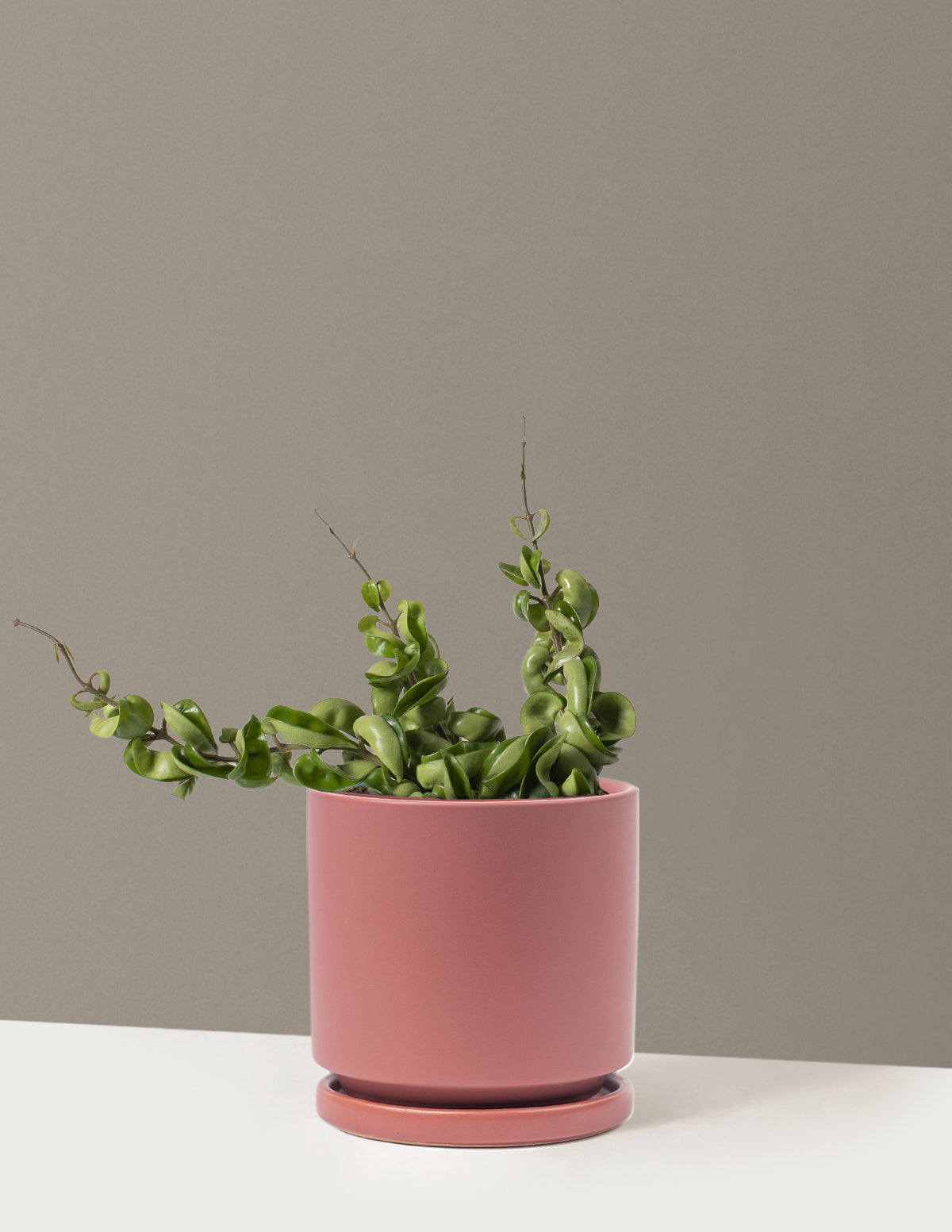 Hoya Rope