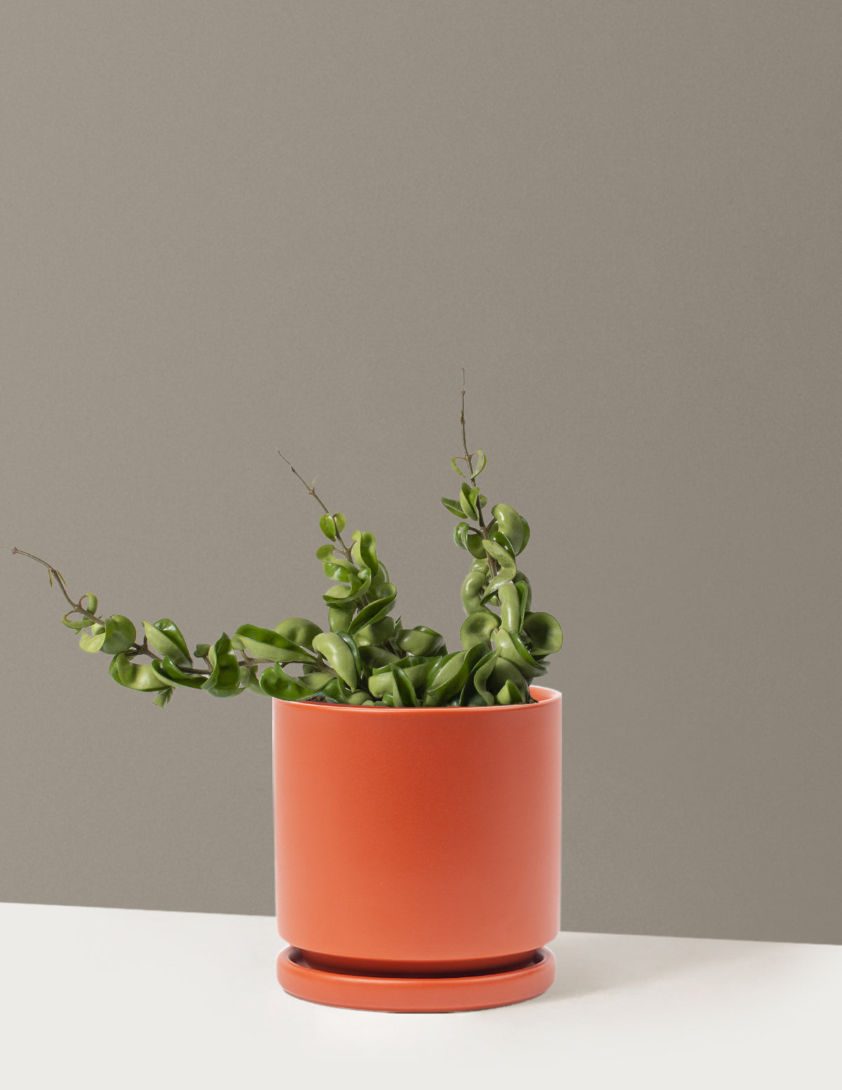 Hoya Rope