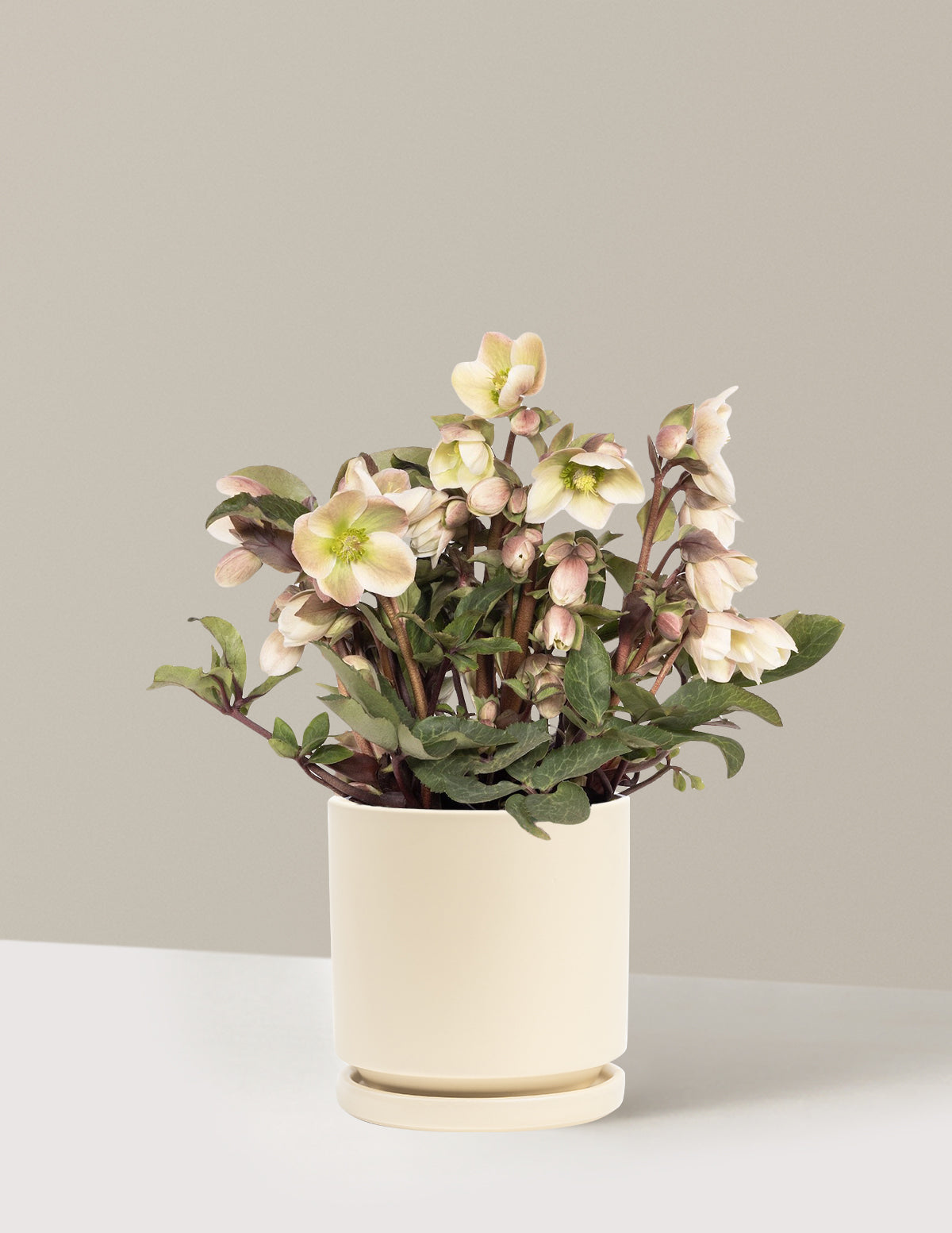 Ivory Prince Hellebore (Noel Gülü)