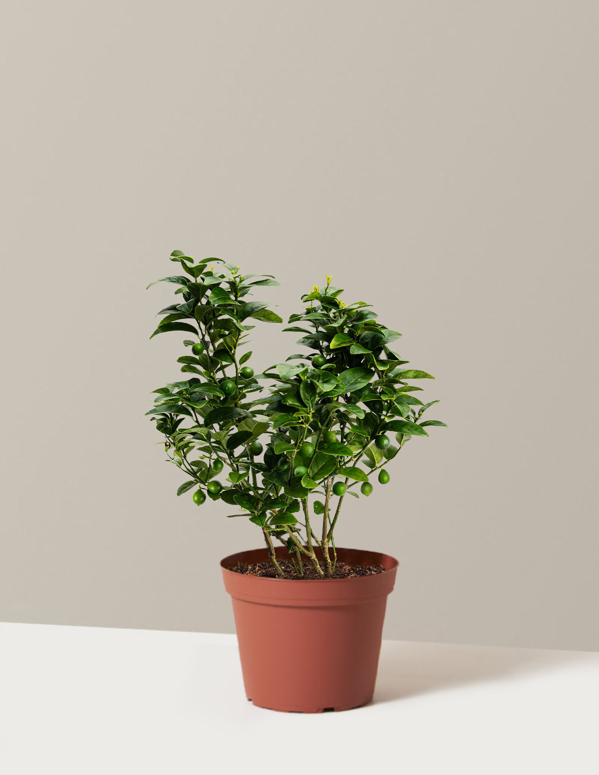 Key Lime (Misket Limonu) Çalısı