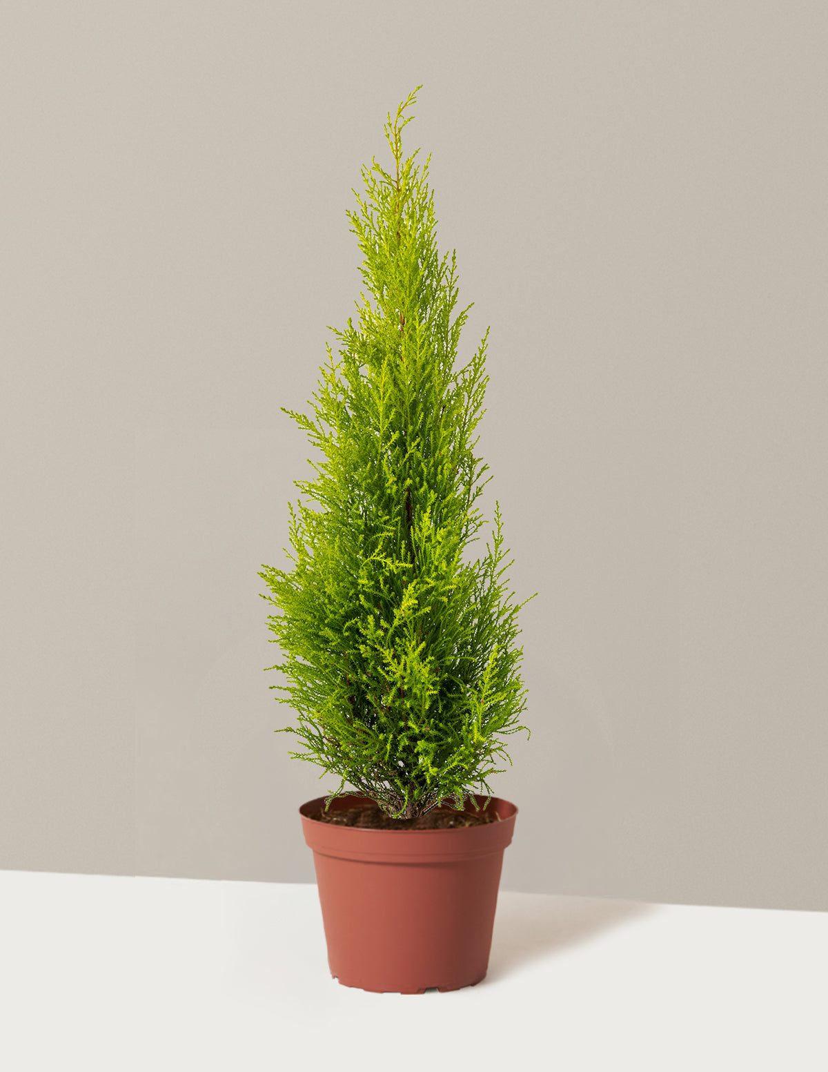 Wilma Goldcrest Limon Servi