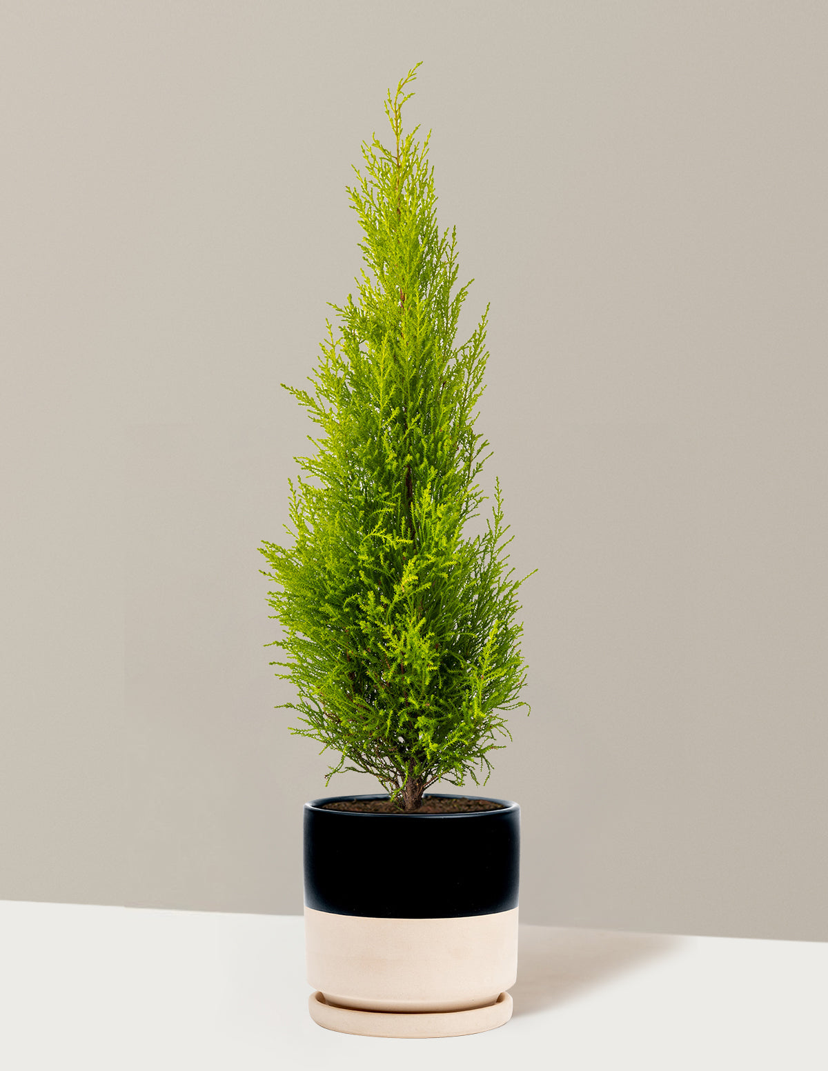 Wilma Goldcrest Limon Servi