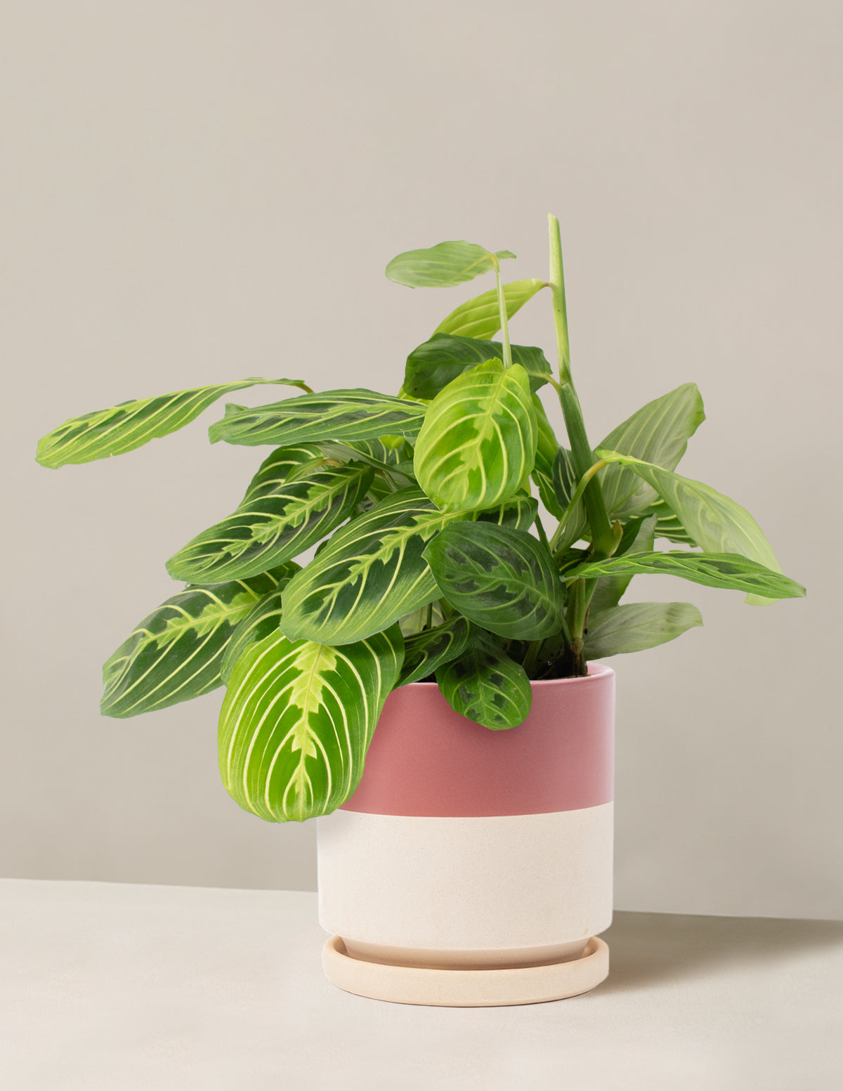 Lemon Lime Dua Çiçeği (Maranta leuconeura 'Lemon Lime')