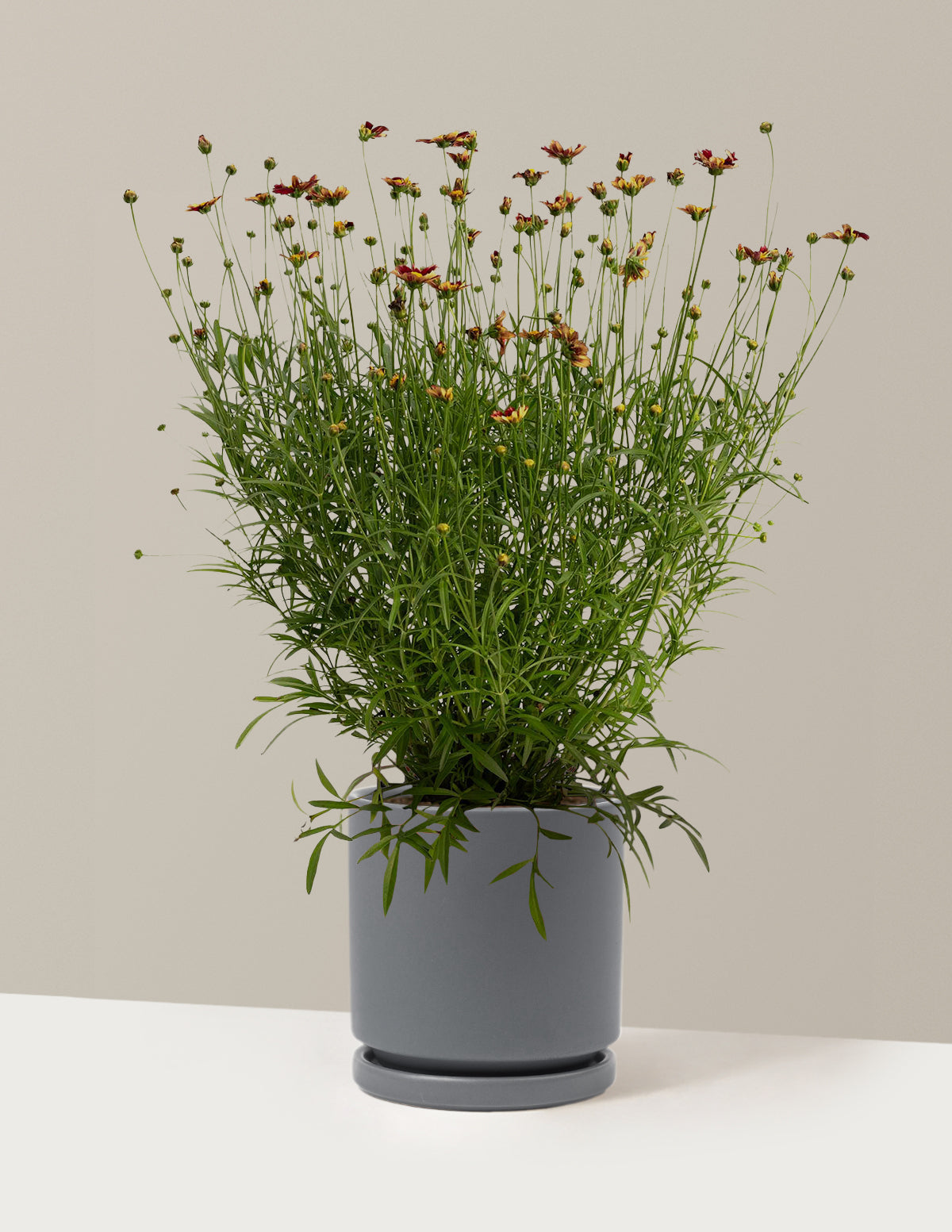 Li'l Bang™ Red Elf Coreopsis (Tırtıl Otu)