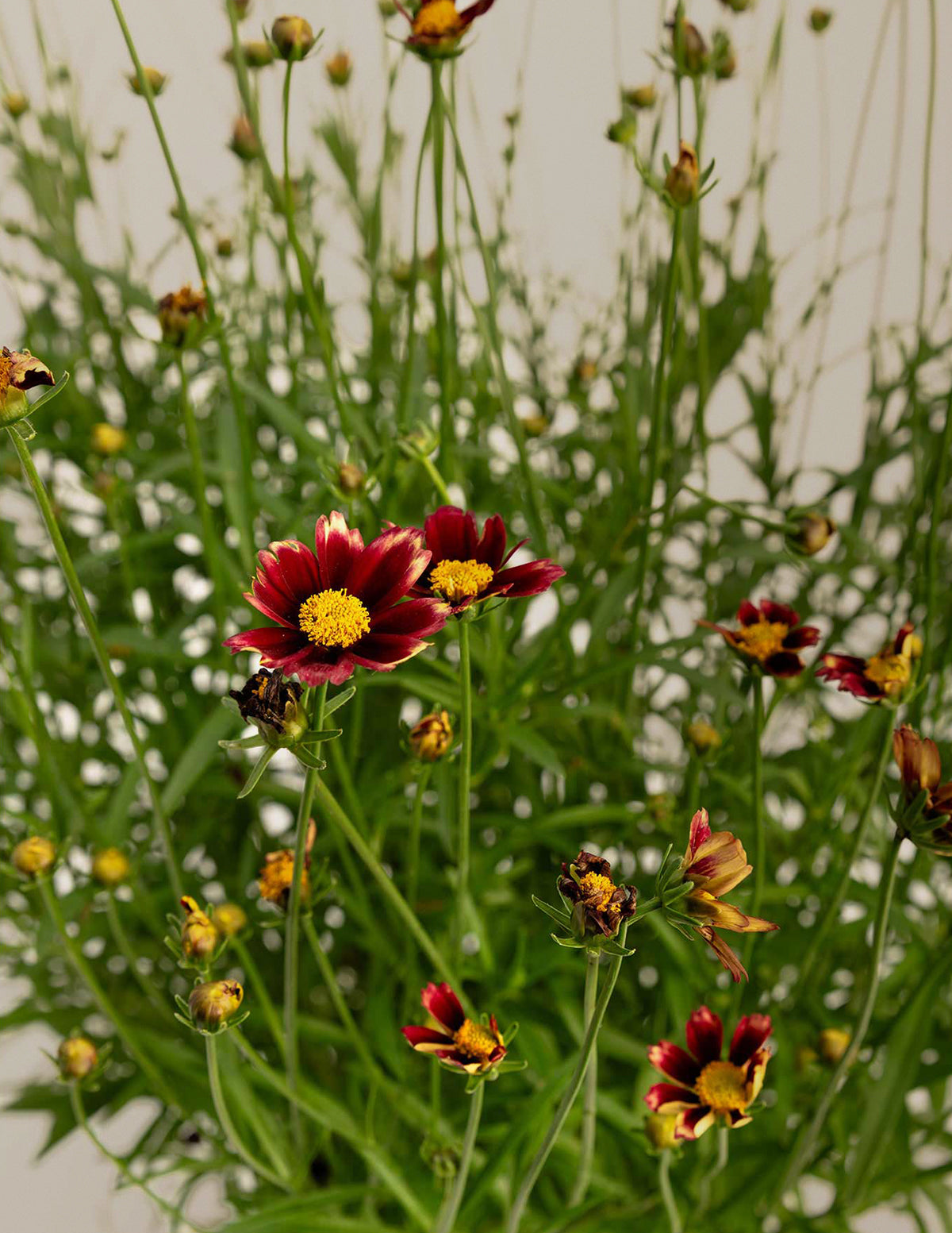 Li'l Bang™ Red Elf Coreopsis (Tırtıl Otu)