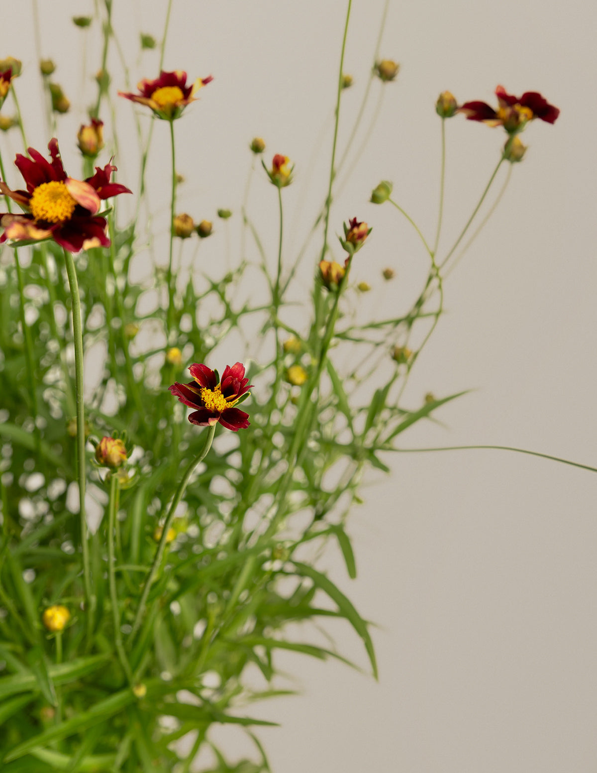 Li'l Bang™ Red Elf Coreopsis (Tırtıl Otu)
