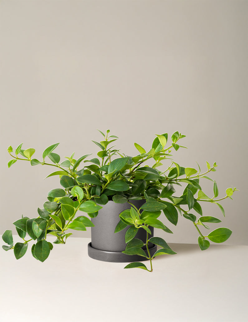 Lipstick Plant (Ruj Çiçeği)