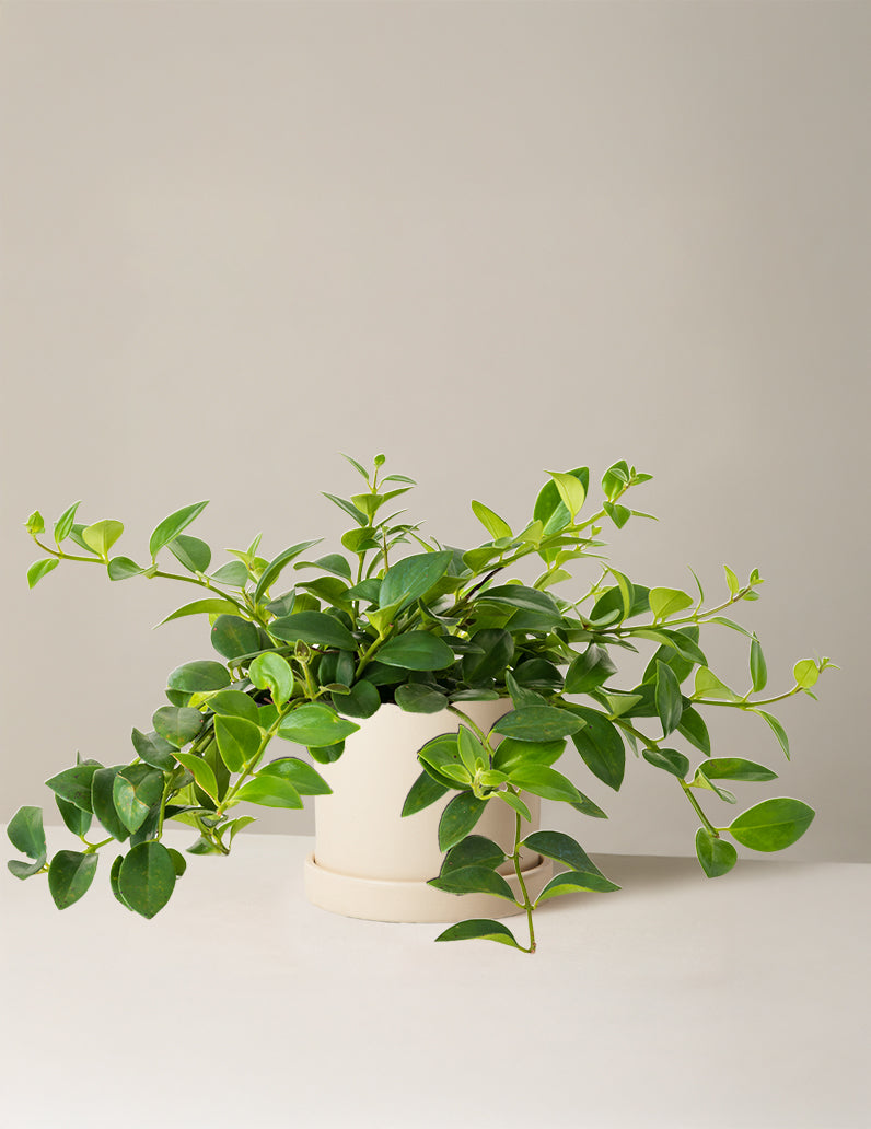 Lipstick Plant (Ruj Çiçeği)