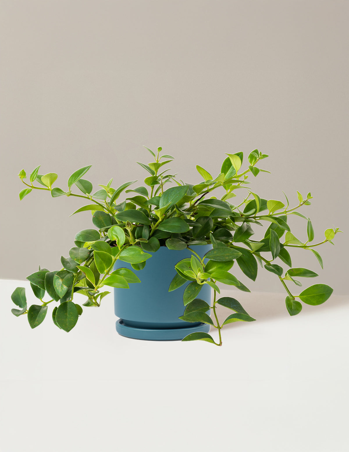 Lipstick Plant (Ruj Çiçeği)