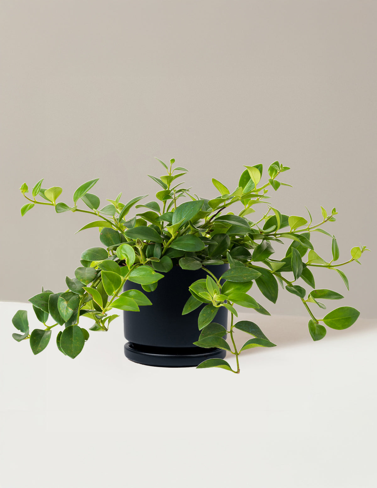 Lipstick Plant (Ruj Çiçeği)