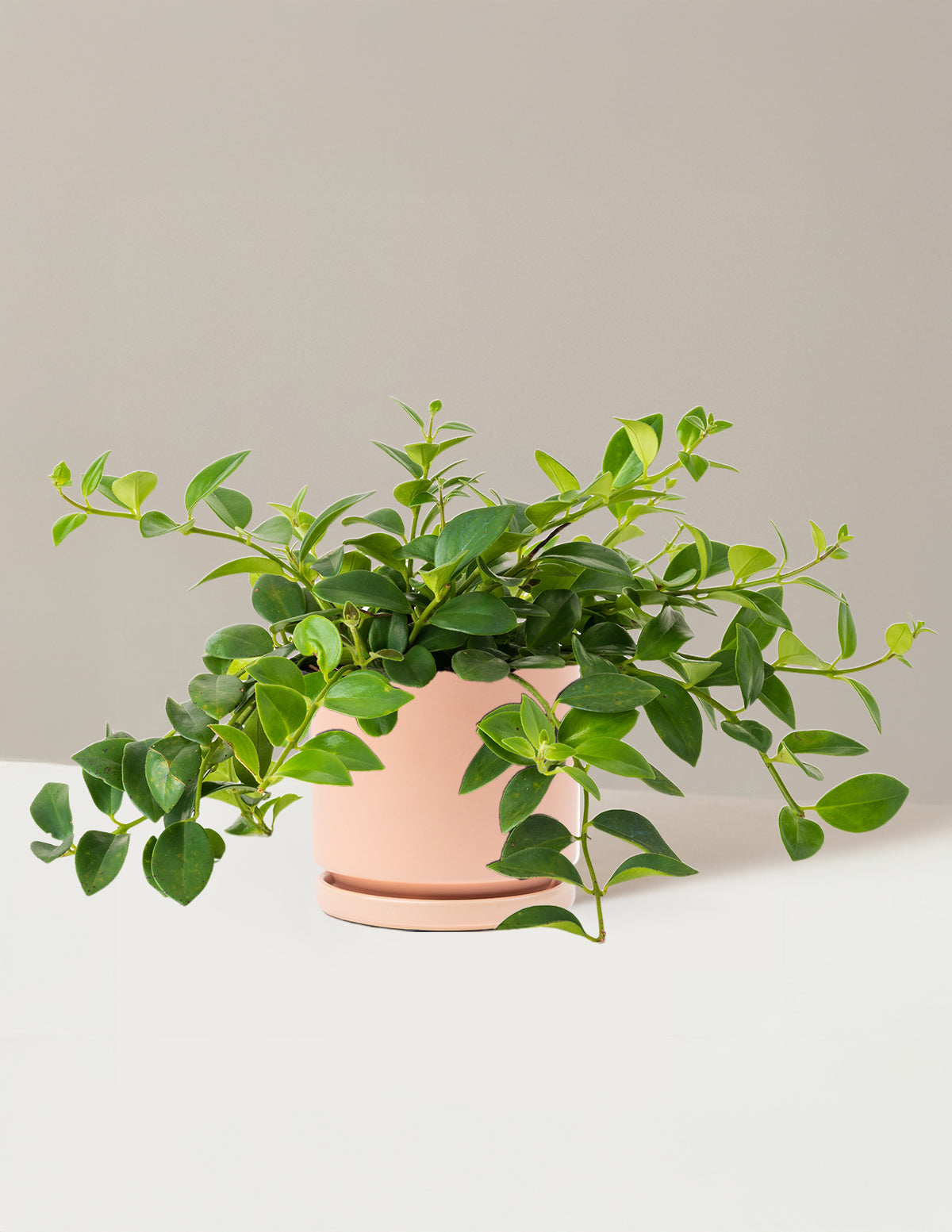 Lipstick Plant (Ruj Çiçeği)