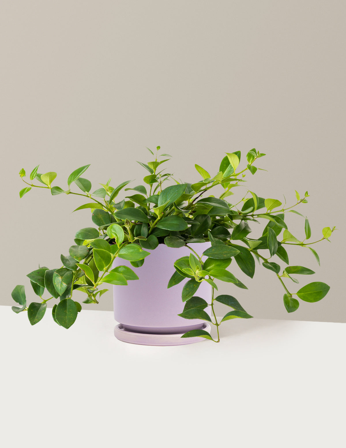 Lipstick Plant (Ruj Çiçeği)
